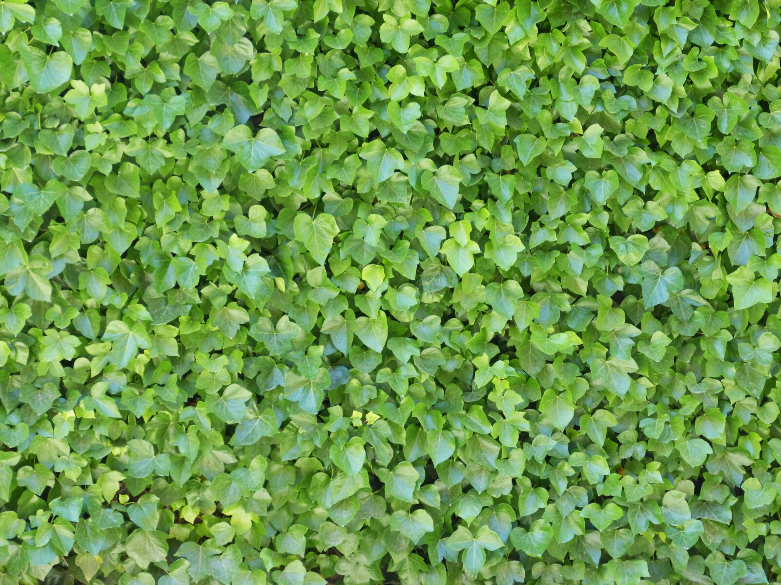 Panasonic DMC-FZ62 sample photo. Ivy, background, texture photography