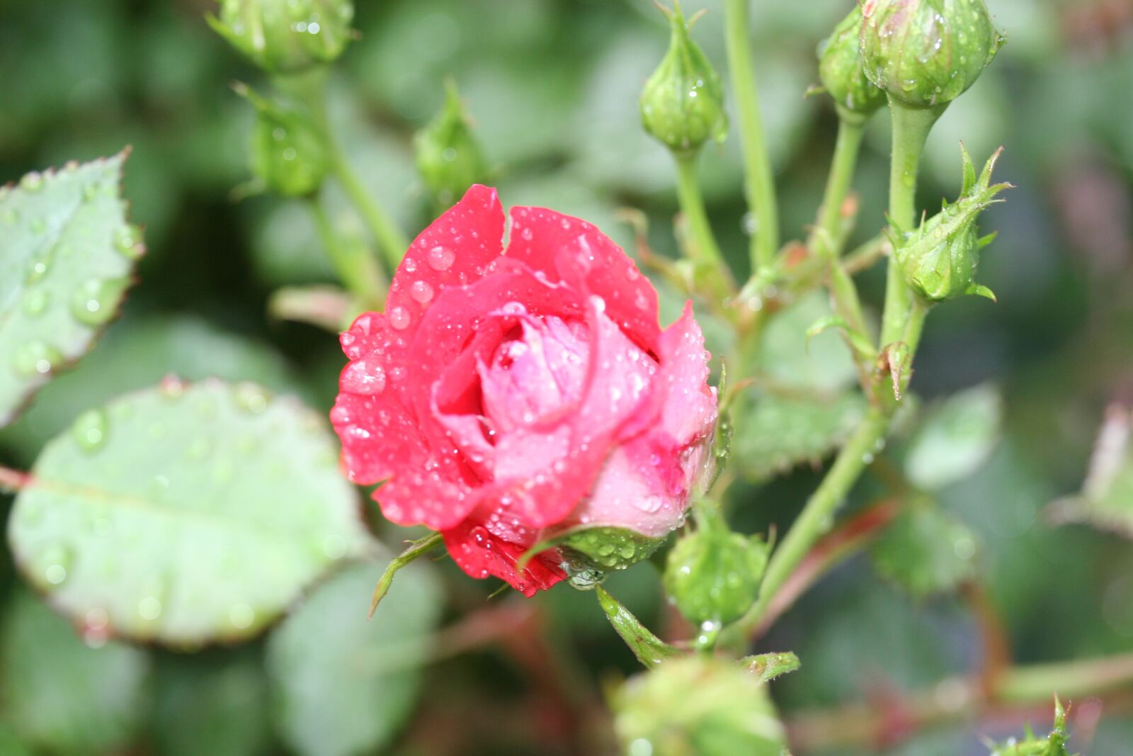 Canon EOS 20D sample photo. Nature, flower, leaf photography