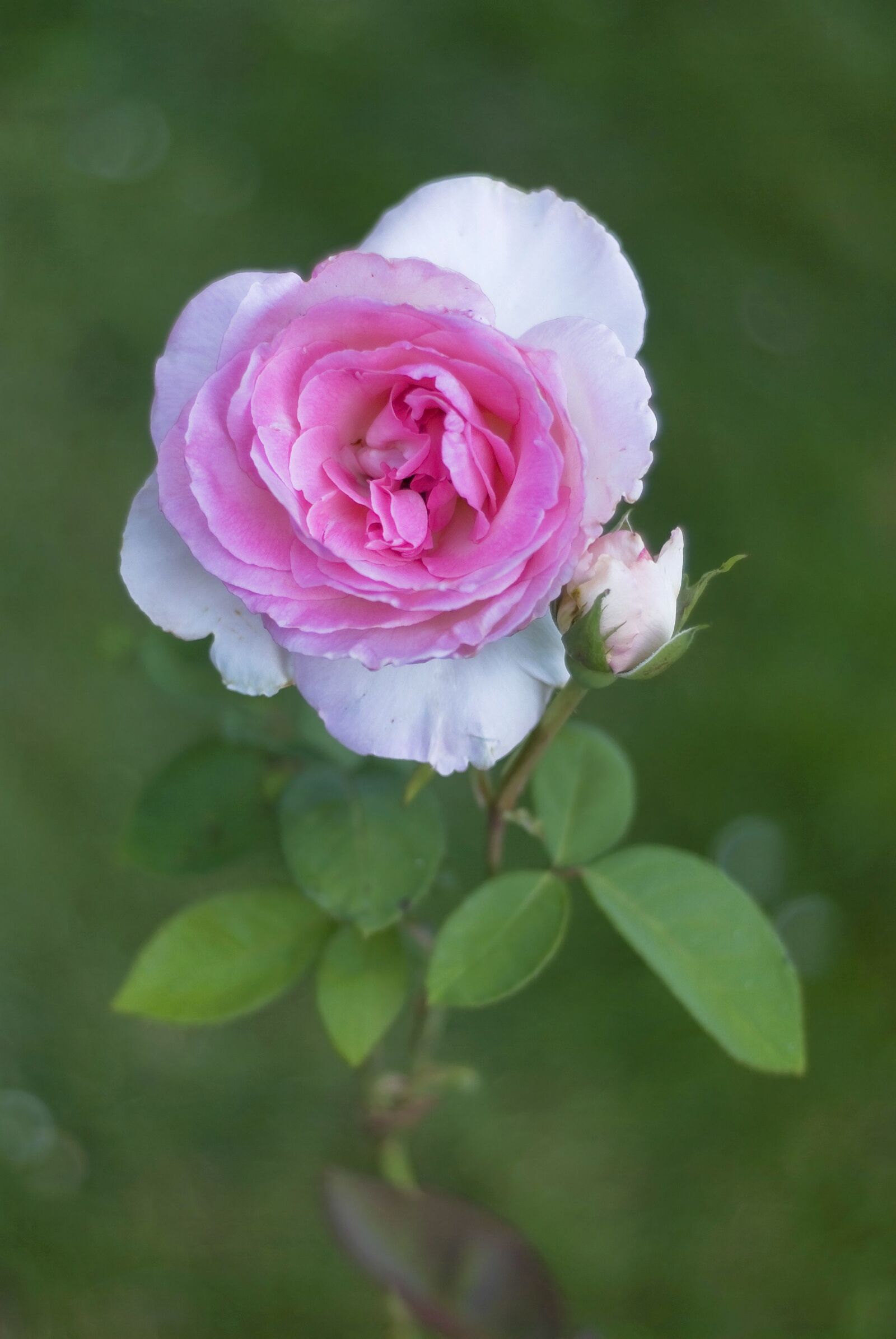Nikon D80 sample photo. Rosa, flower, flowering photography