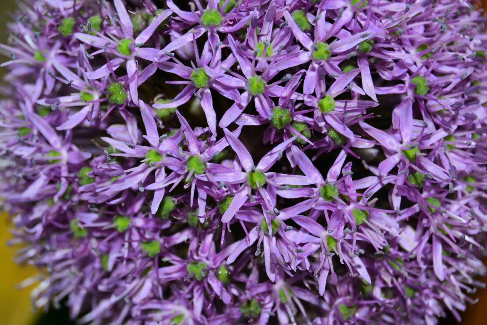 Nikon D3100 sample photo. Flower, blossom, bloom photography