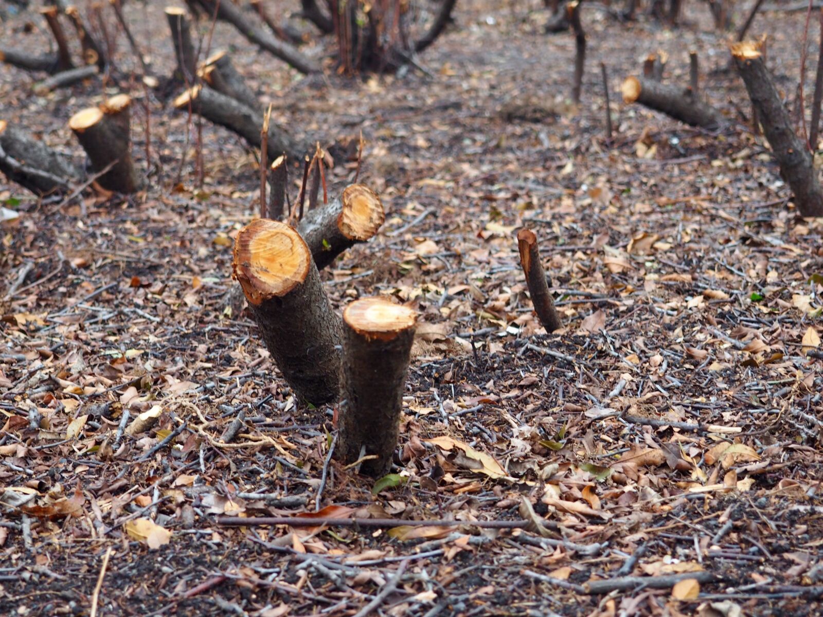 Olympus OM-D E-M10 sample photo. Tree, stubs, park photography