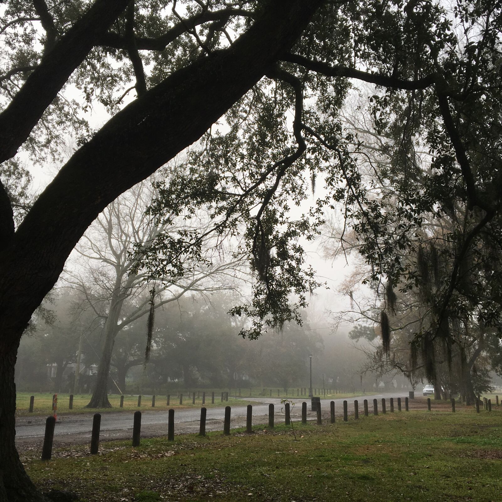 Apple iPhone 6s sample photo. Live, oak, tree, new photography