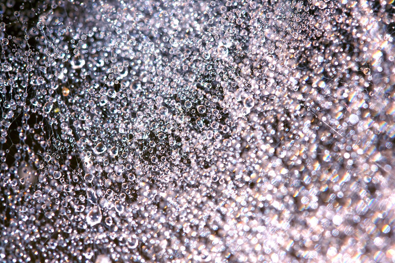 Canon EOS 1000D (EOS Digital Rebel XS / EOS Kiss F) + Canon EF 100mm F2.8 Macro USM sample photo. Dew, water, macro photography