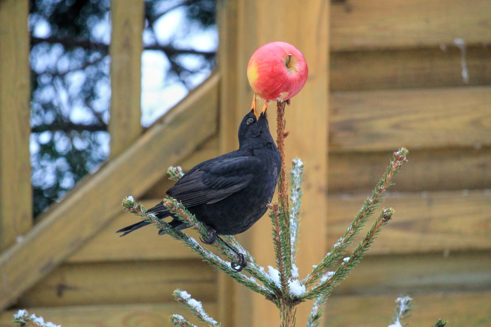 Canon EF-S 55-250mm F4-5.6 IS STM sample photo. Bird, blackbird, fir tree photography
