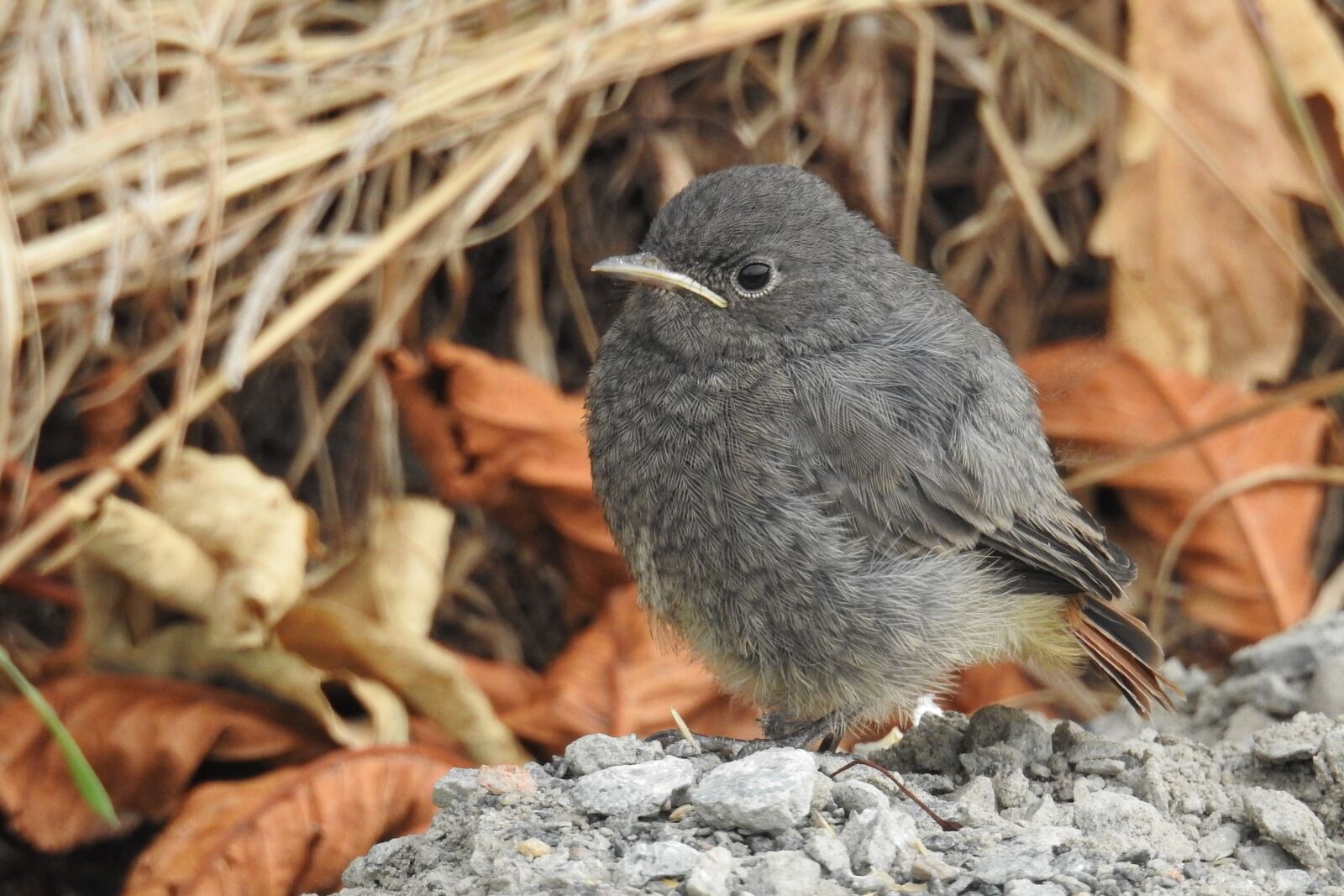 Nikon Coolpix P900 sample photo. Rotschwaenzchen, bird, young bird photography