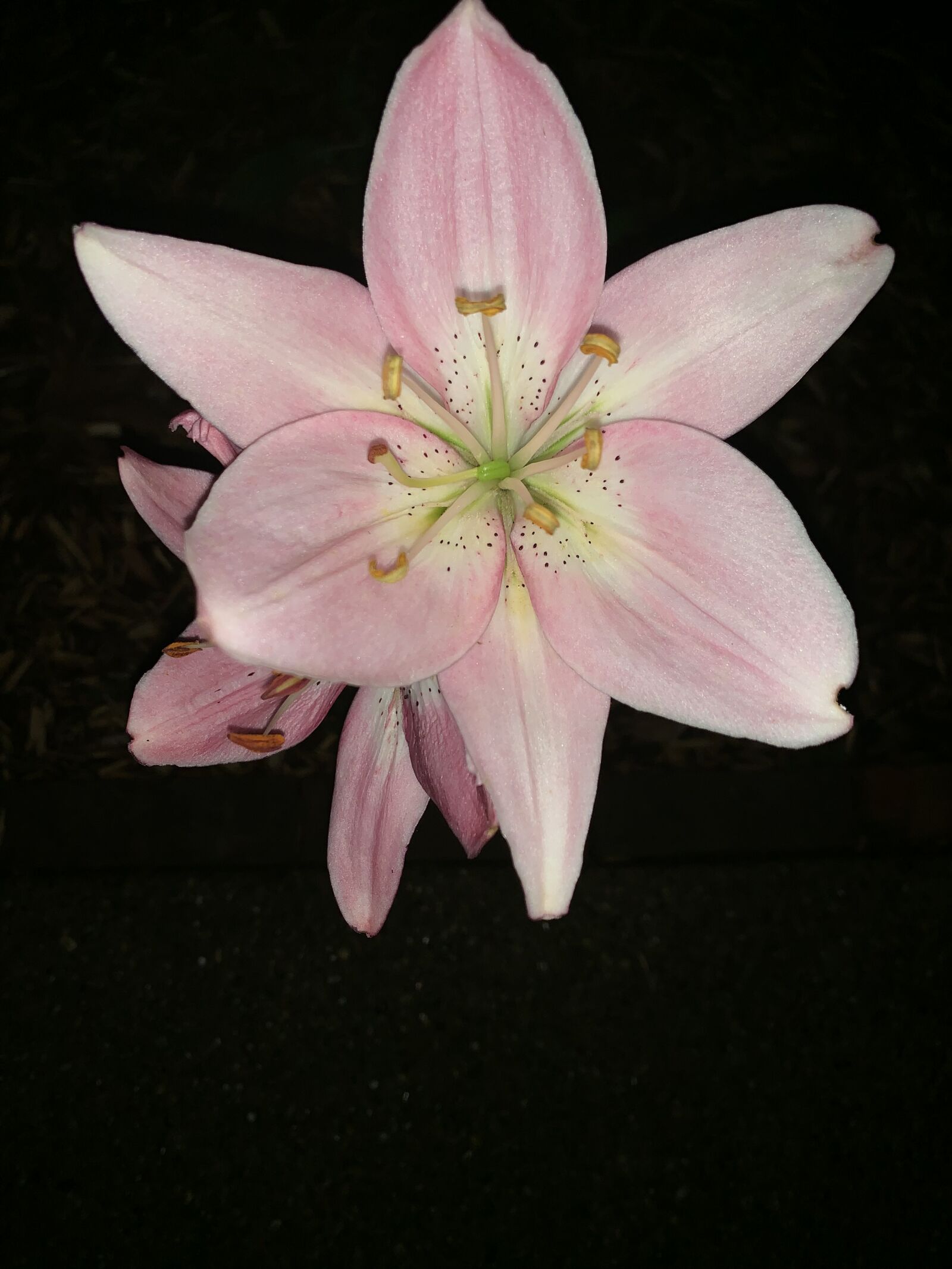 Apple iPhone XS sample photo. Night photo, pink lily photography