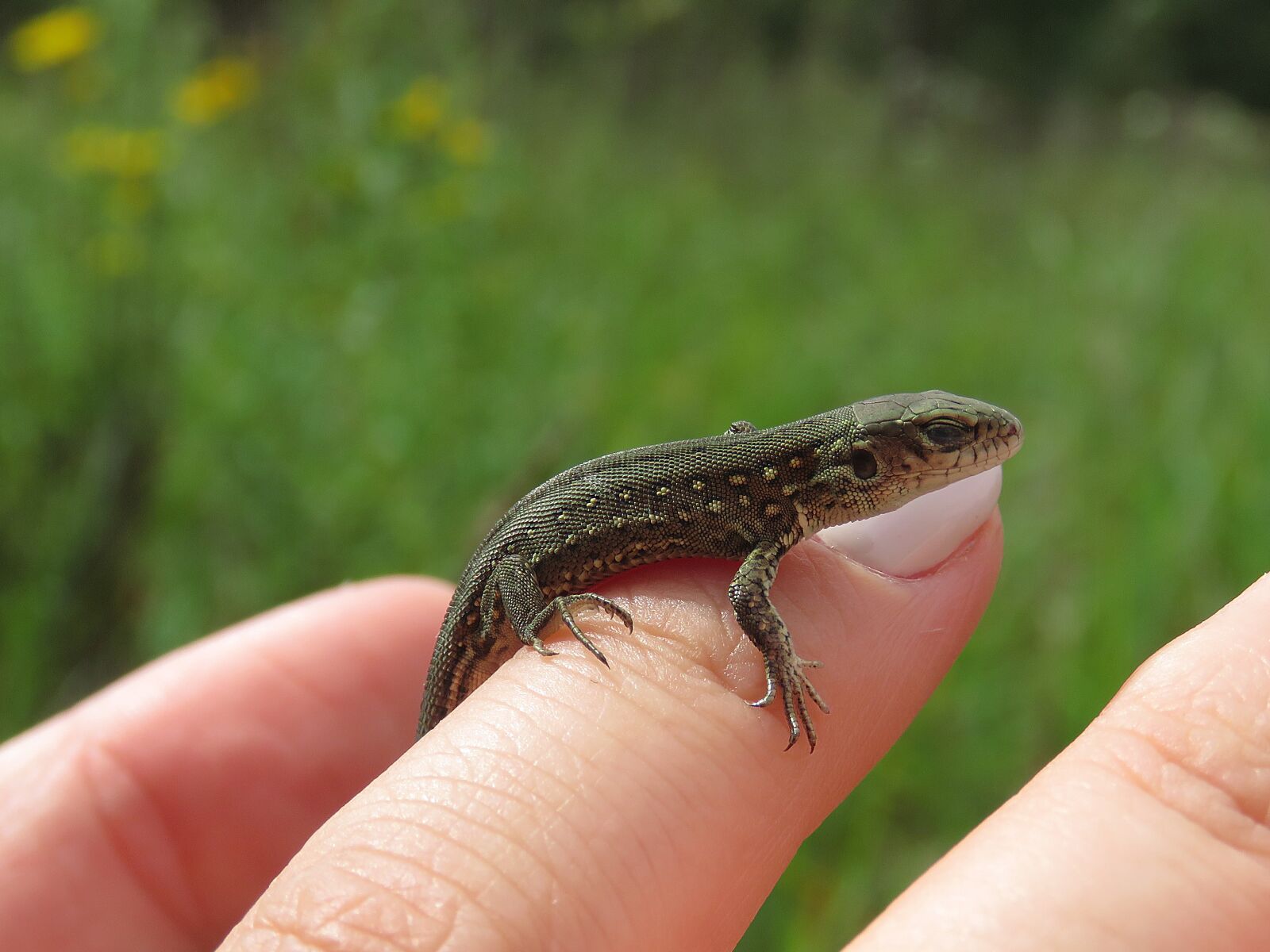 Canon PowerShot SX60 HS sample photo. Lizard, reptiles, creeping things photography