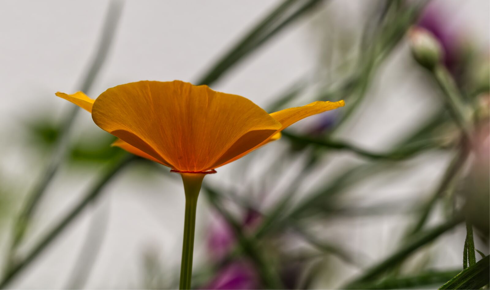 Nikon D5500 sample photo. Yellow, flower, summer photography