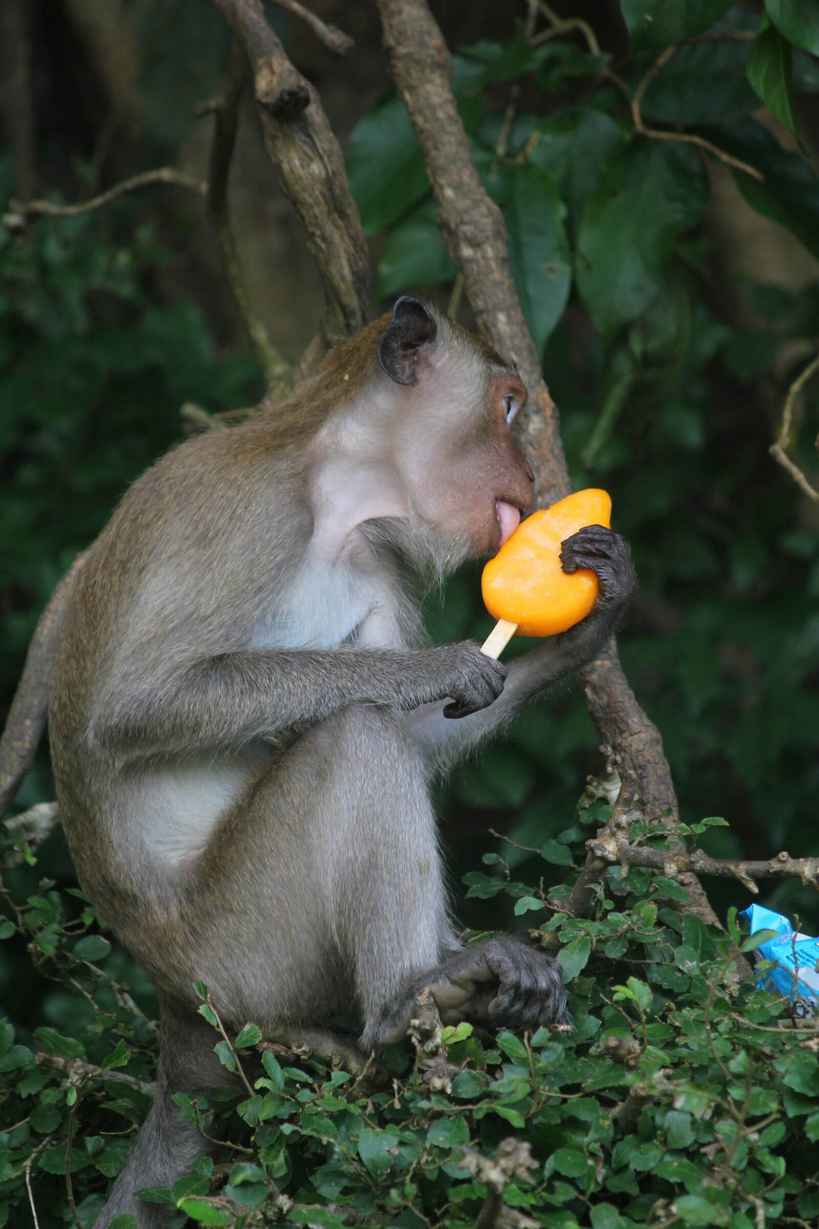 Canon EOS 550D (EOS Rebel T2i / EOS Kiss X4) sample photo. Lang suan, chumphon, thailand photography
