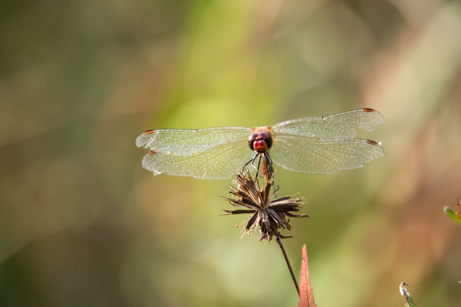 Canon EOS M100 sample photo. Dragonfly, macro, nature photography