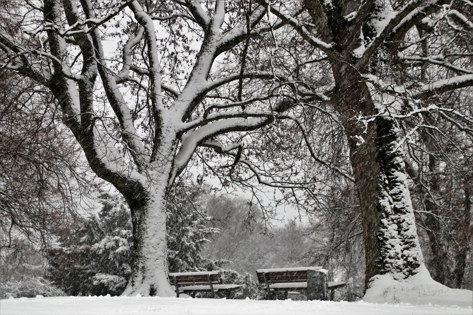 Canon EOS 80D sample photo. View, tree, snow photography