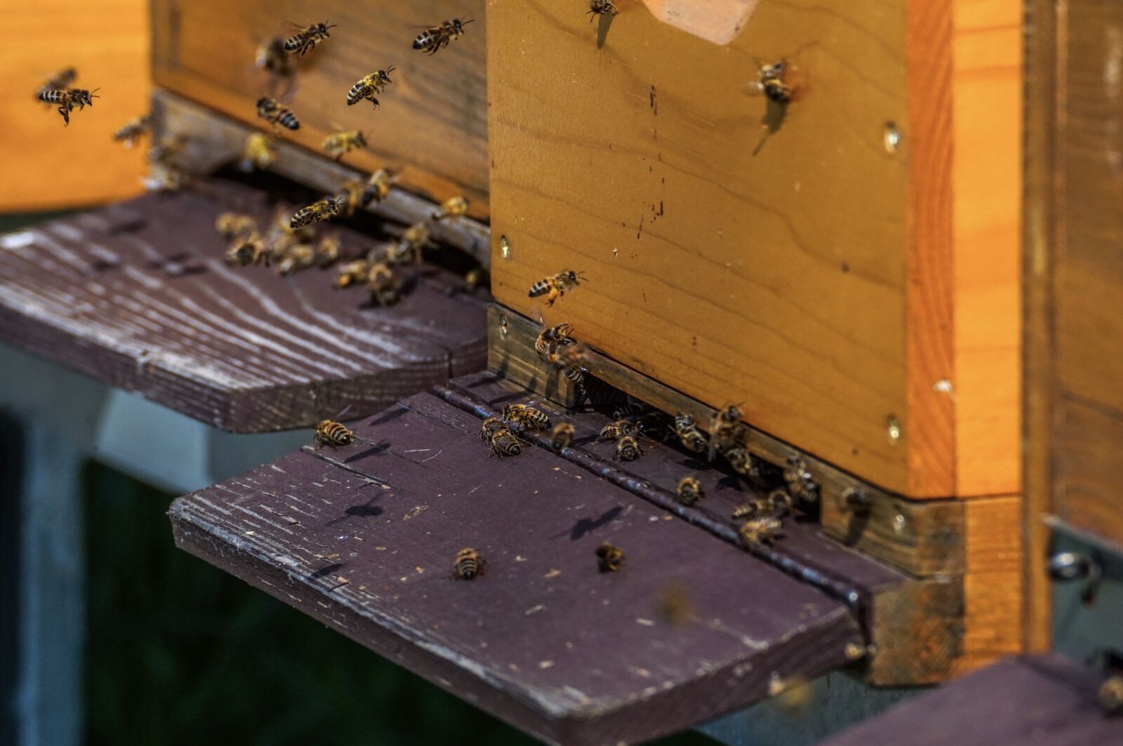 Sony ILCA-77M2 + Sony DT 55-300mm F4.5-5.6 SAM sample photo. Beehive, hive, honey bees photography