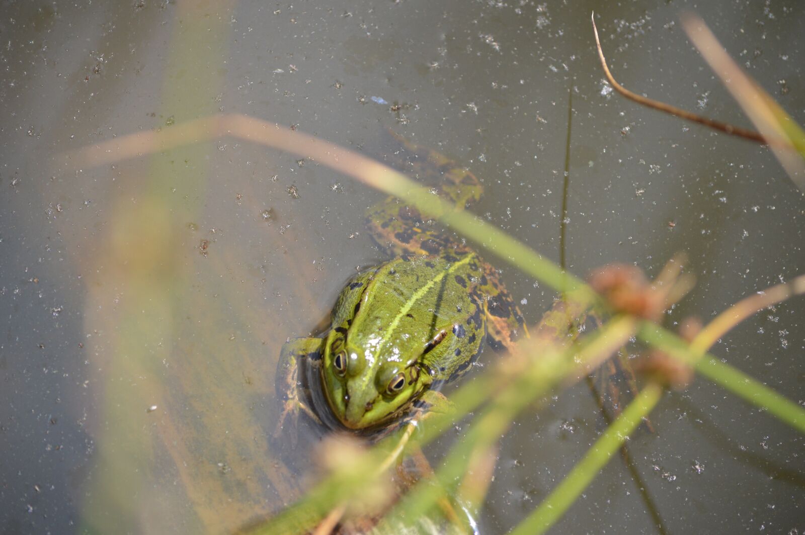 Nikon D3200 sample photo. Frog, pond, animal photography