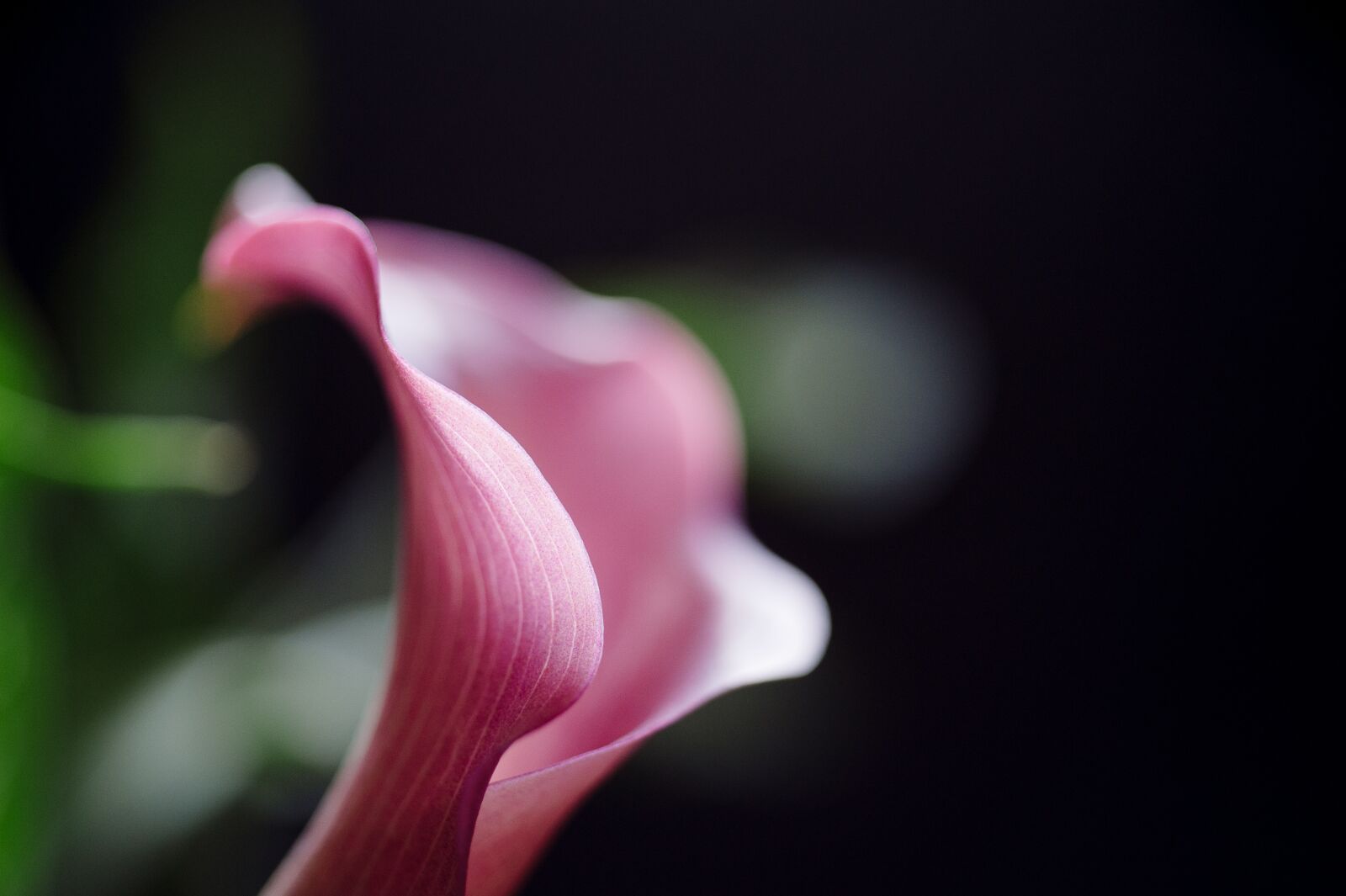 Nikon D700 sample photo. Calla lilly, flower, nature photography