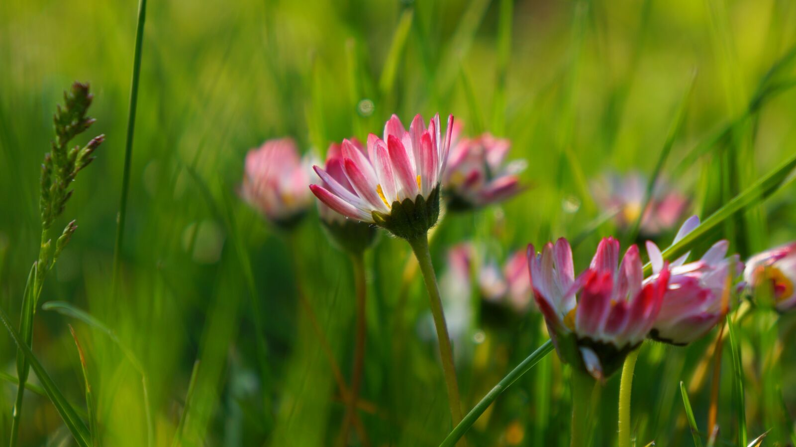 Sony Alpha a3000 + Sony E 18-55mm F3.5-5.6 OSS sample photo. Nature, plants, pink photography