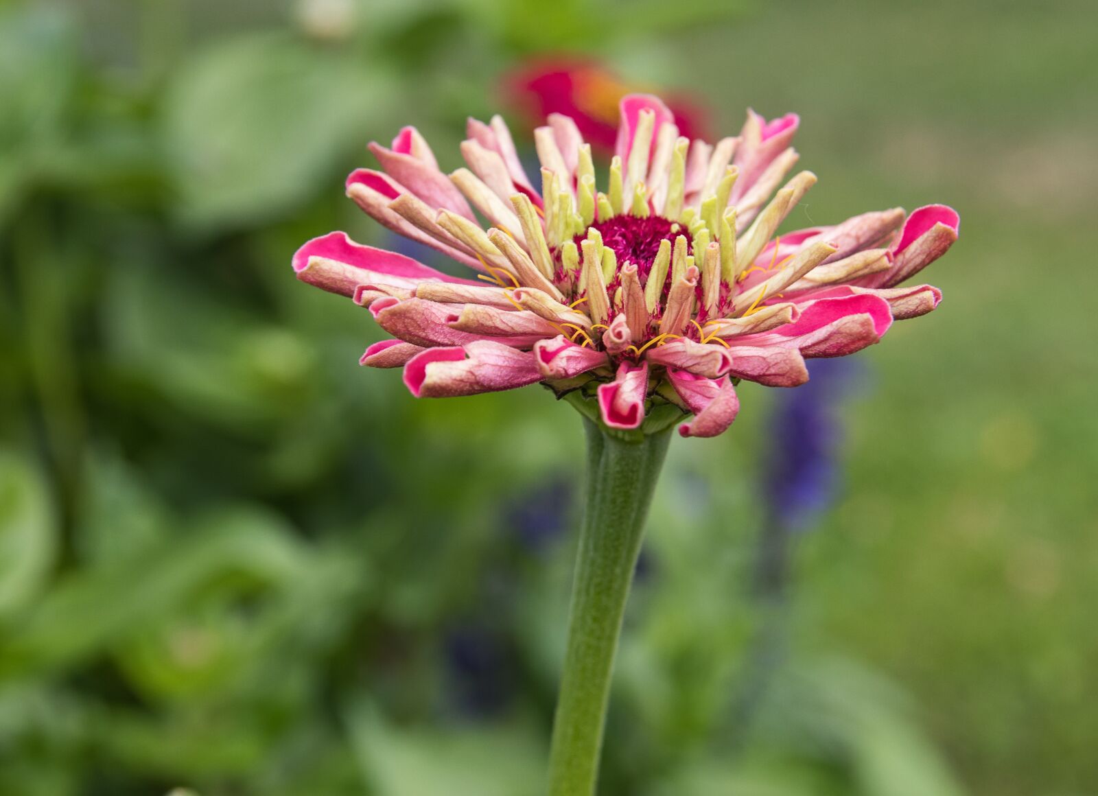 Canon EOS 80D sample photo. Zinnia, flower, plant photography