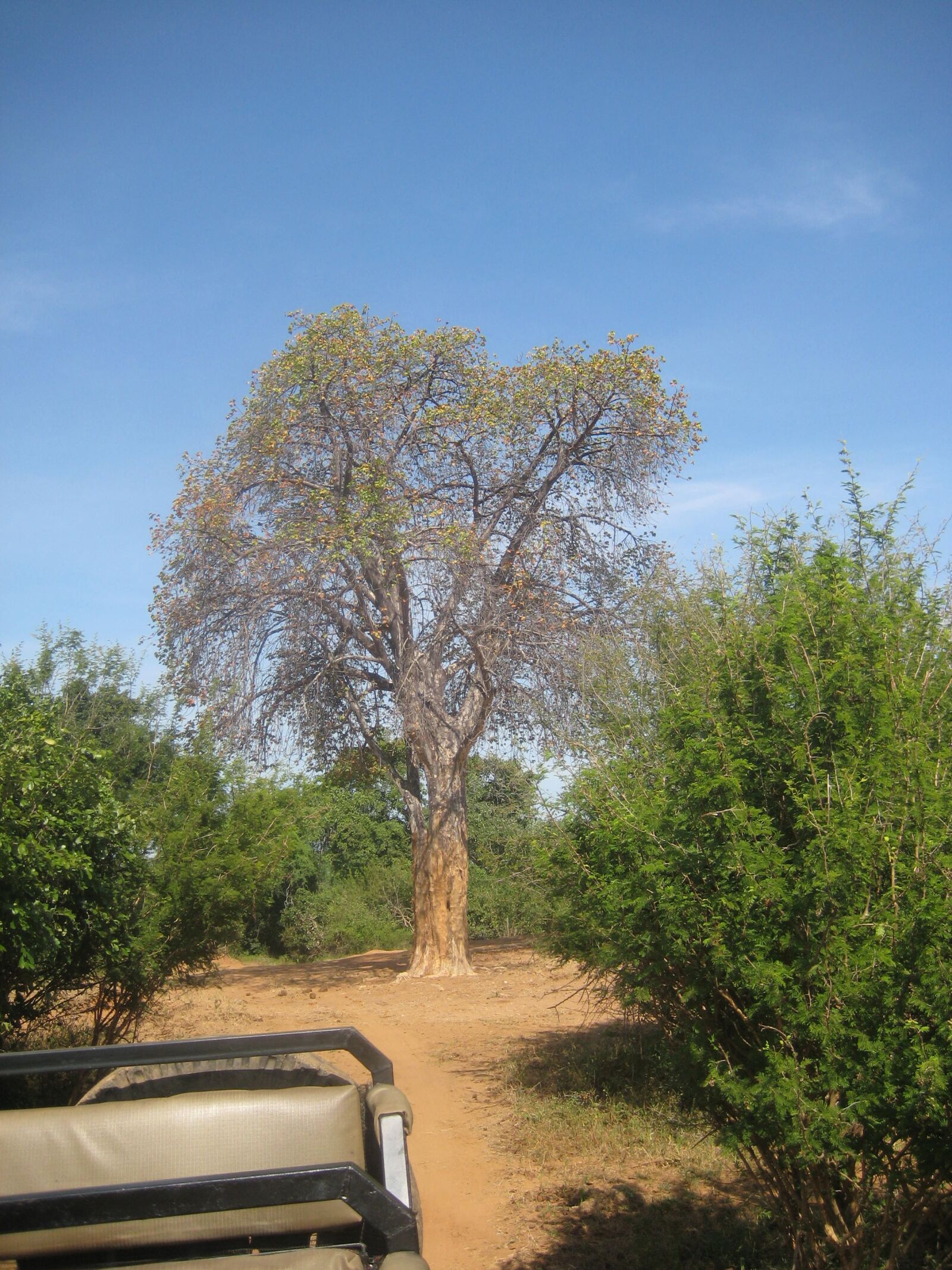 Canon POWERSHOT SD1000 sample photo. Africa, zambia, tree photography