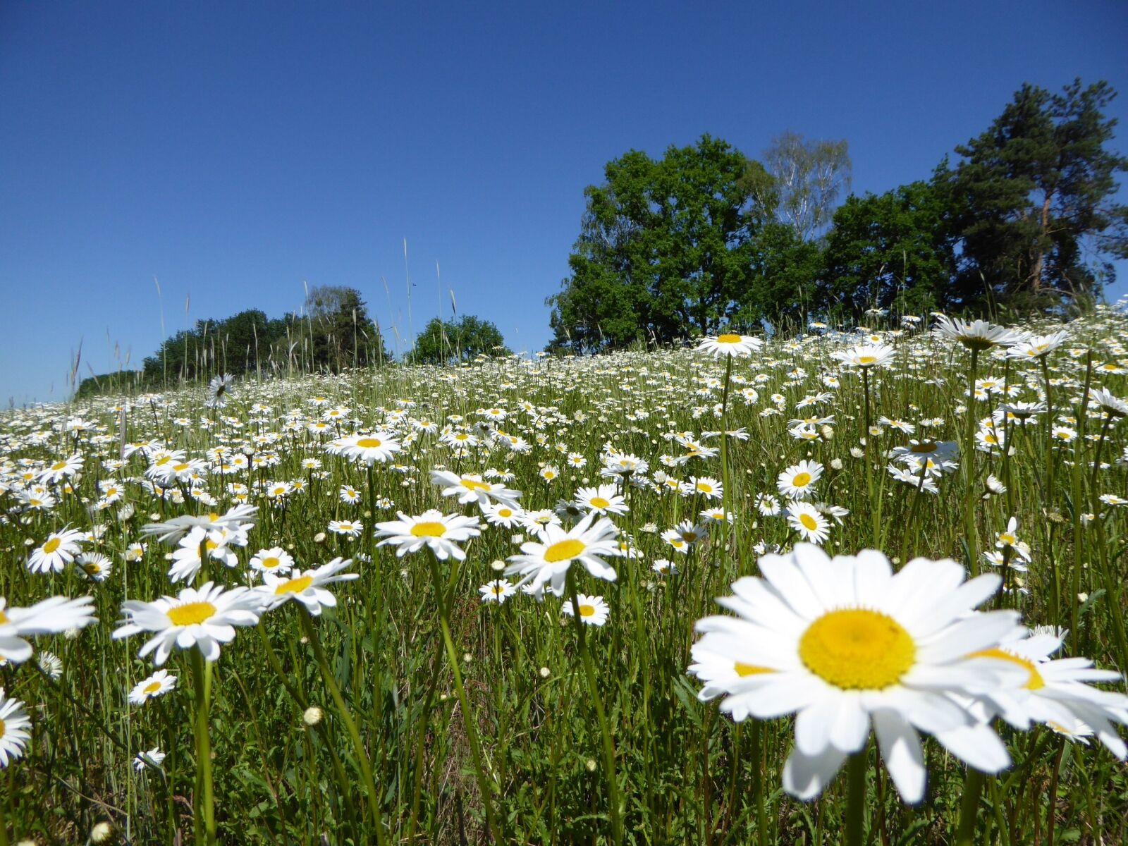 Panasonic DMC-TZ61 sample photo. Flower meadow, magerite, summer photography