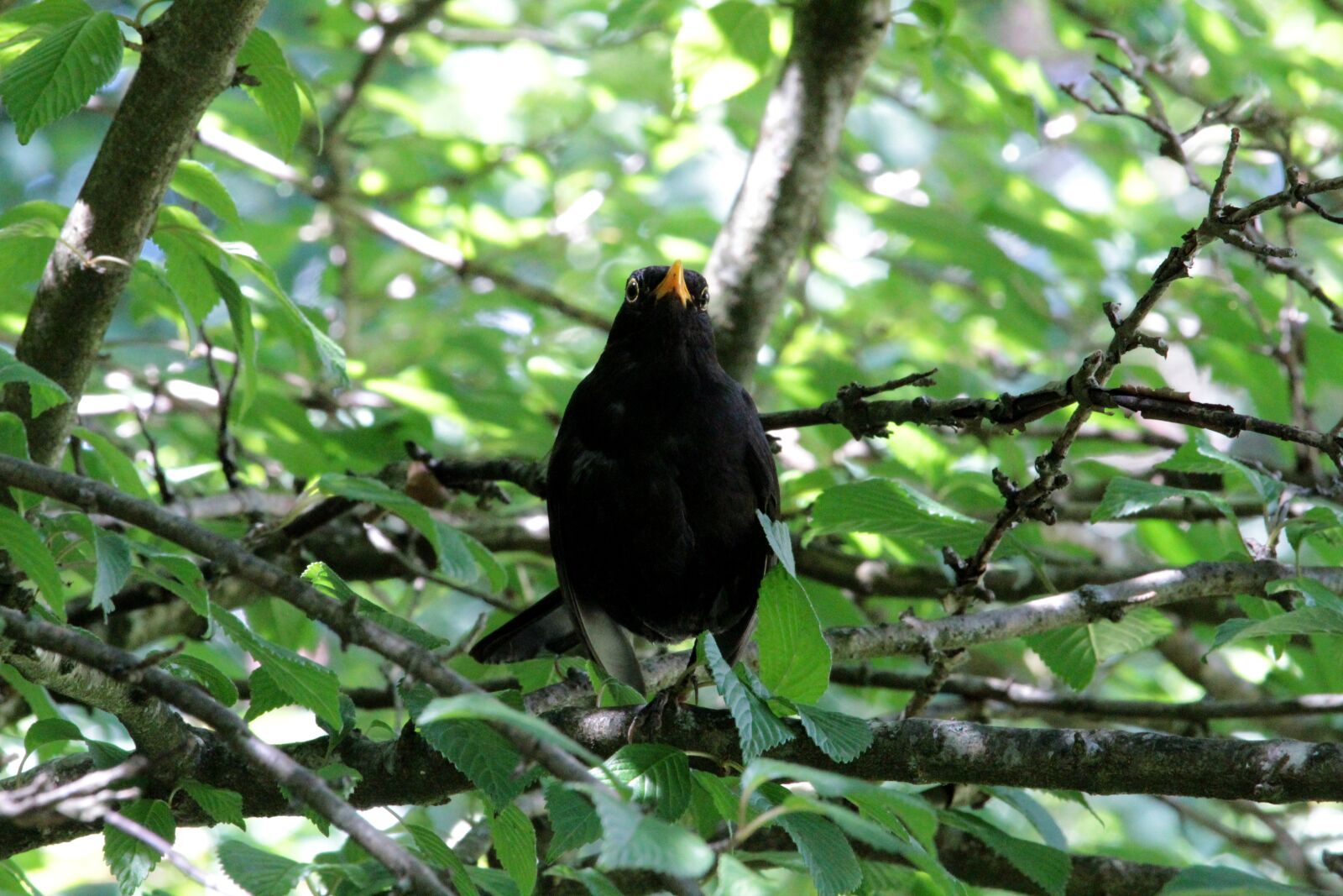 Canon EF-S 55-250mm F4-5.6 IS STM sample photo. Blackbird, true, bird photography