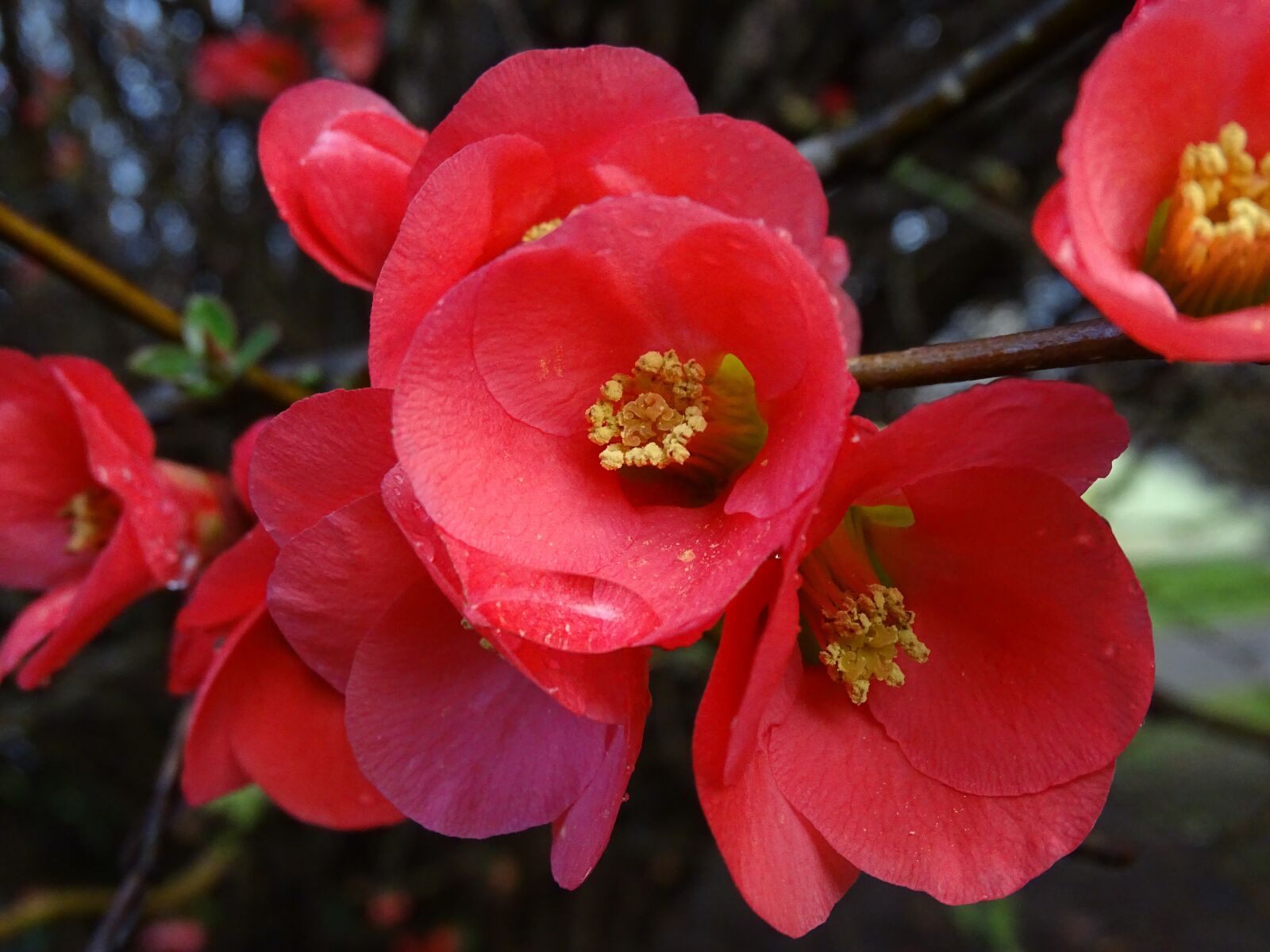 Sony Cyber-shot DSC-HX400V sample photo. Flowers, flowering, color photography