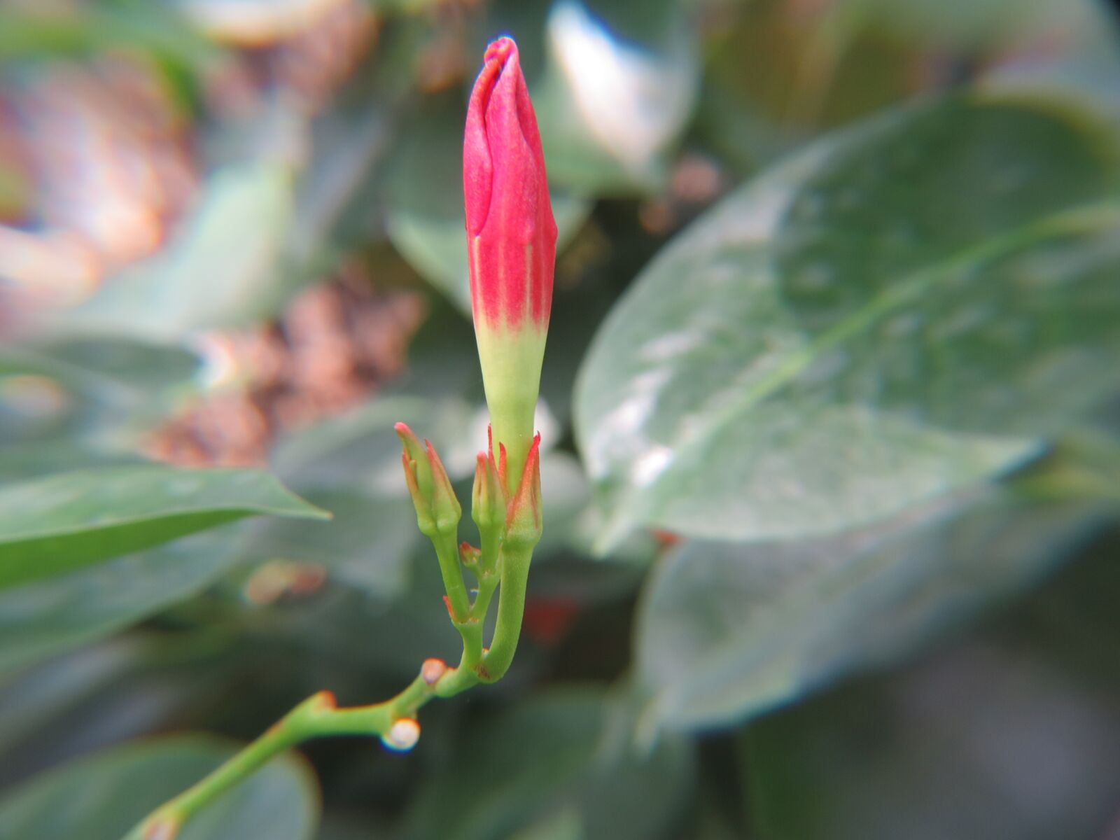 Canon PowerShot SX50 HS sample photo. Flower, red, bud photography