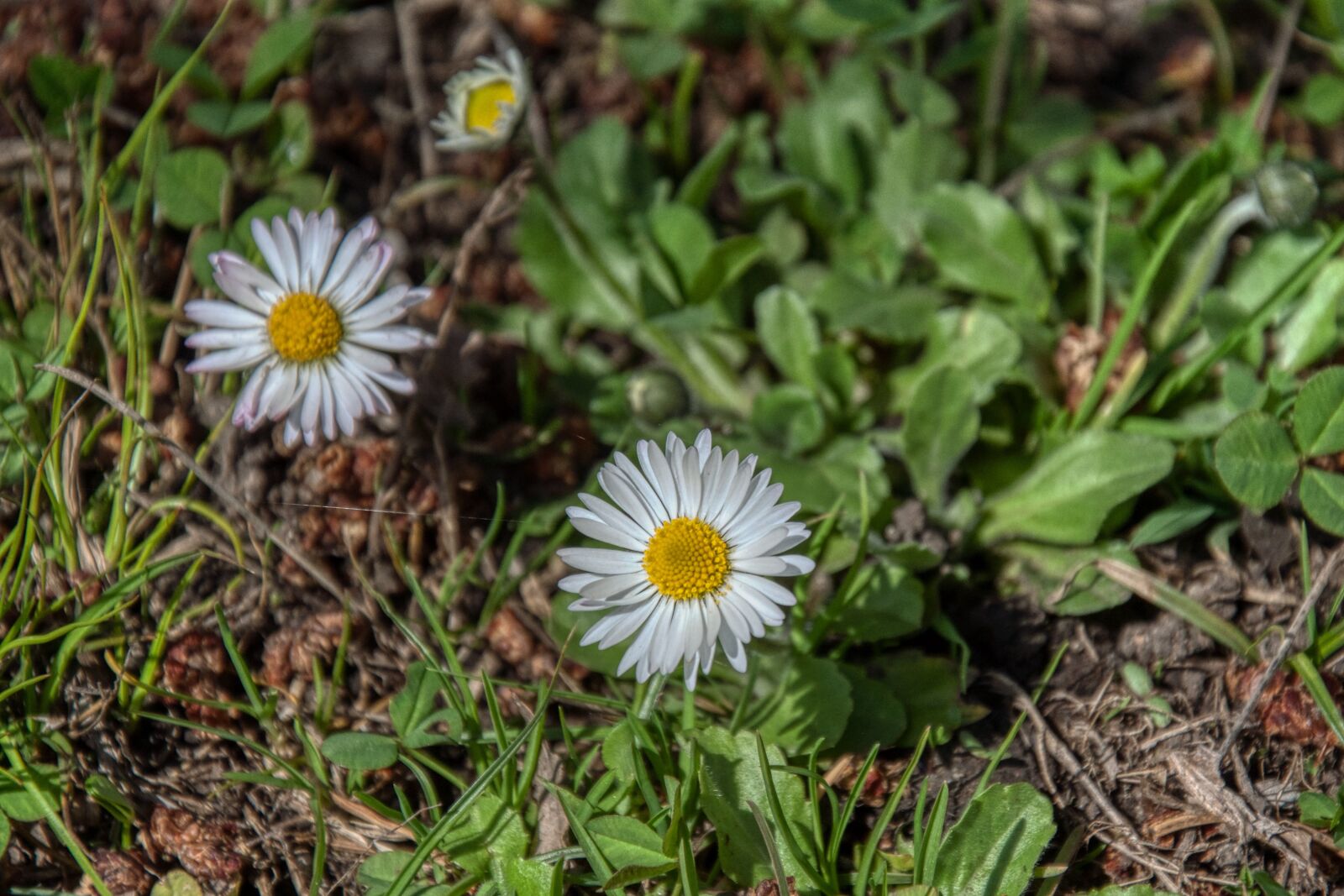Nikon D5000 sample photo. Daisies, blossom, bloom photography