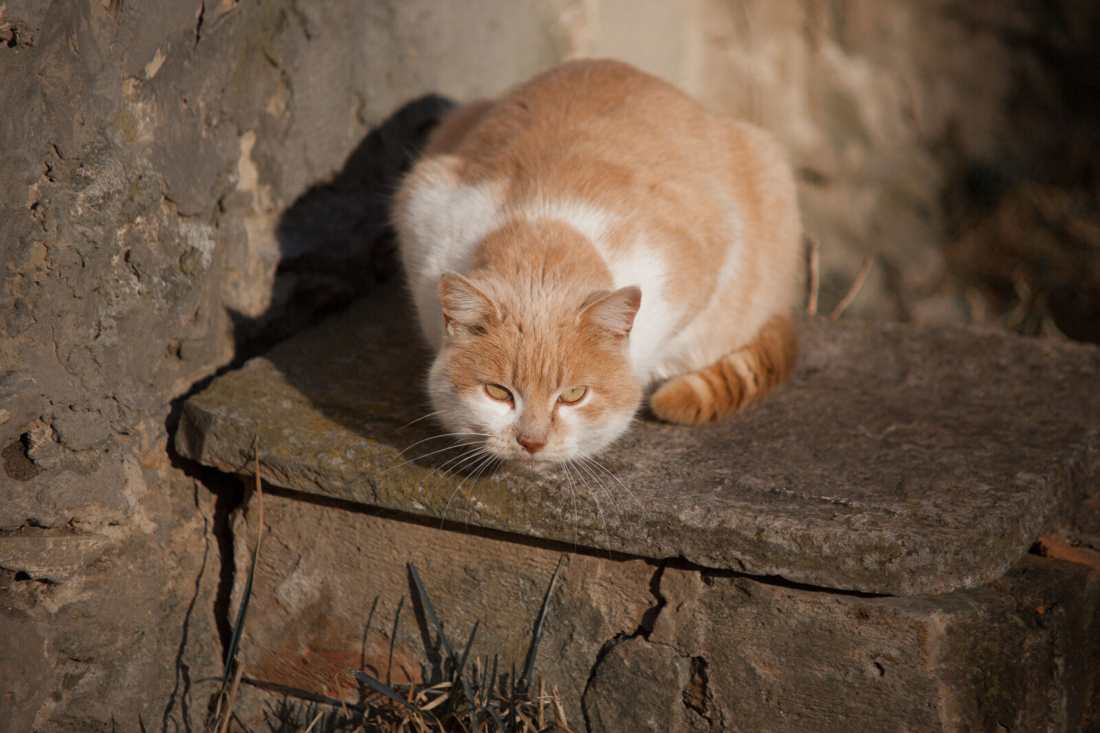 Canon EF 70-210mm f/4 sample photo