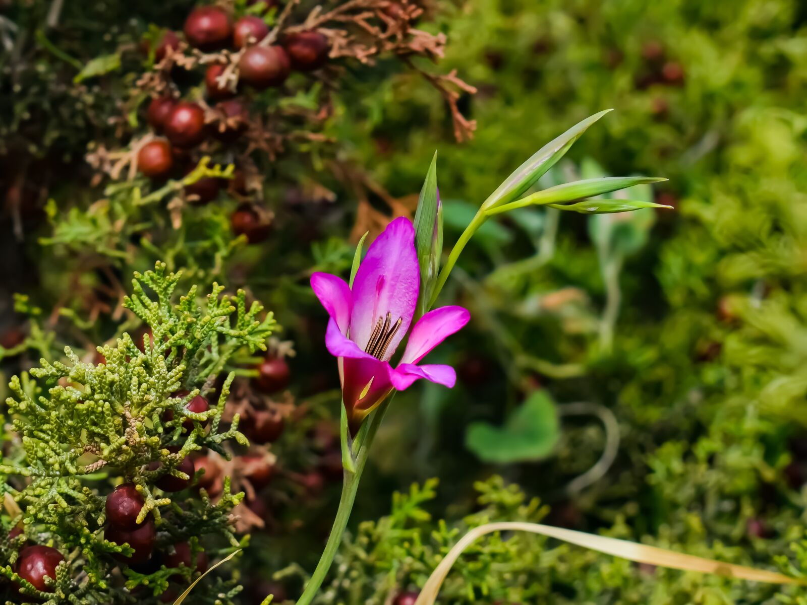 Nikon D3300 sample photo. Wildflower, nature, flower photography