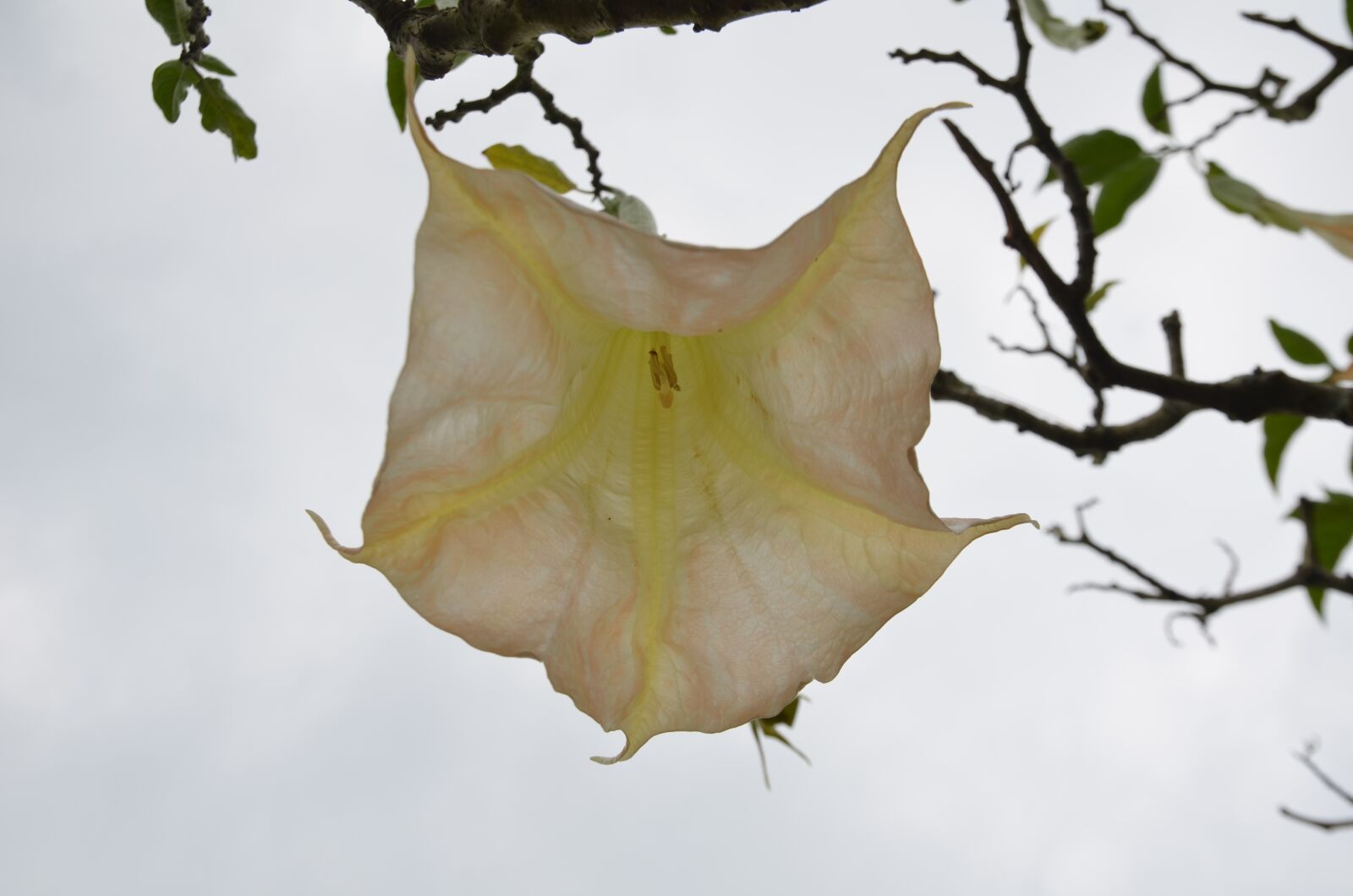 Nikon D7000 sample photo. Exotic, nature, flower photography