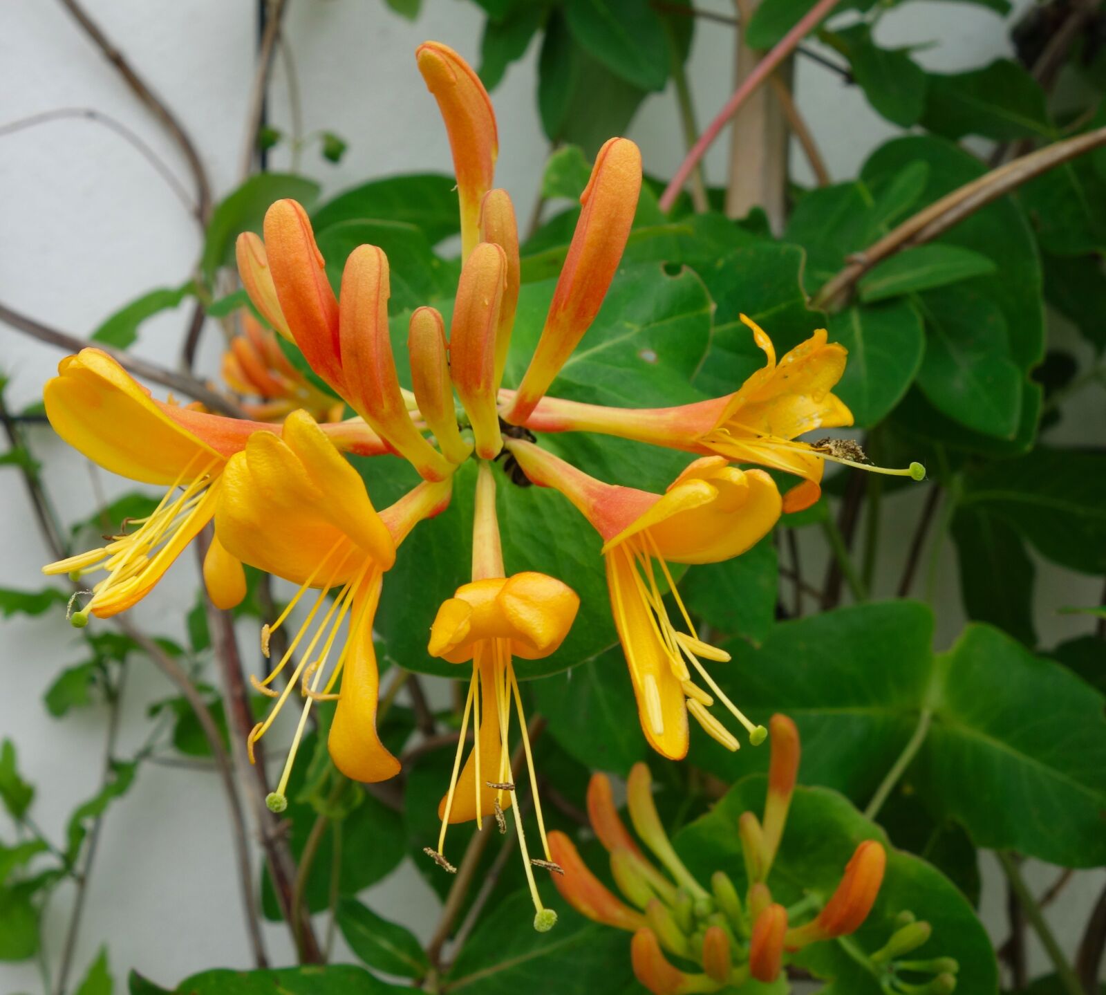 Sony Cyber-shot DSC-RX100 sample photo. Honeysuckle, climber plant, trellis photography