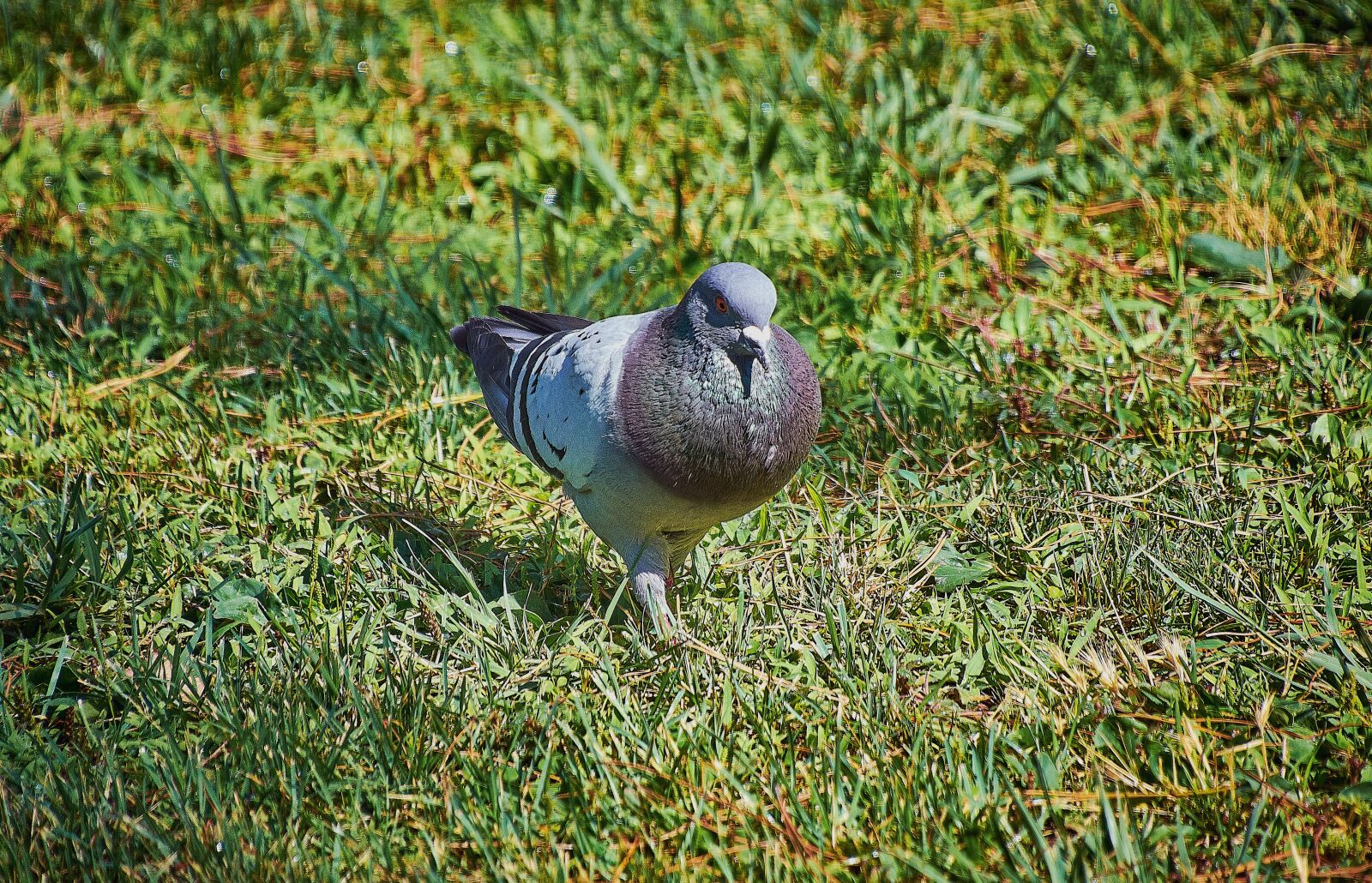 Nikon D7200 sample photo. Paloma, nature, pen photography