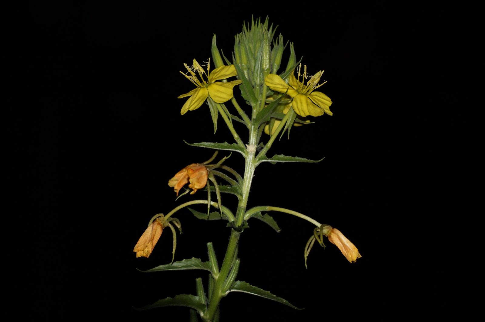 Sony Alpha a5000 (ILCE 5000) + Sony E 55-210mm F4.5-6.3 OSS sample photo. Evening primrose, yellow flower photography