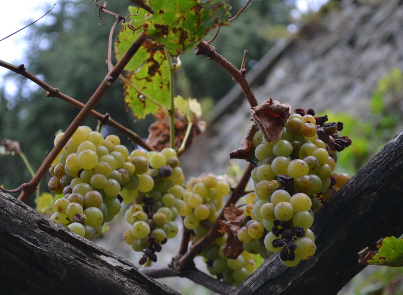 Nikon D3100 sample photo. Grapes, green, raisins photography