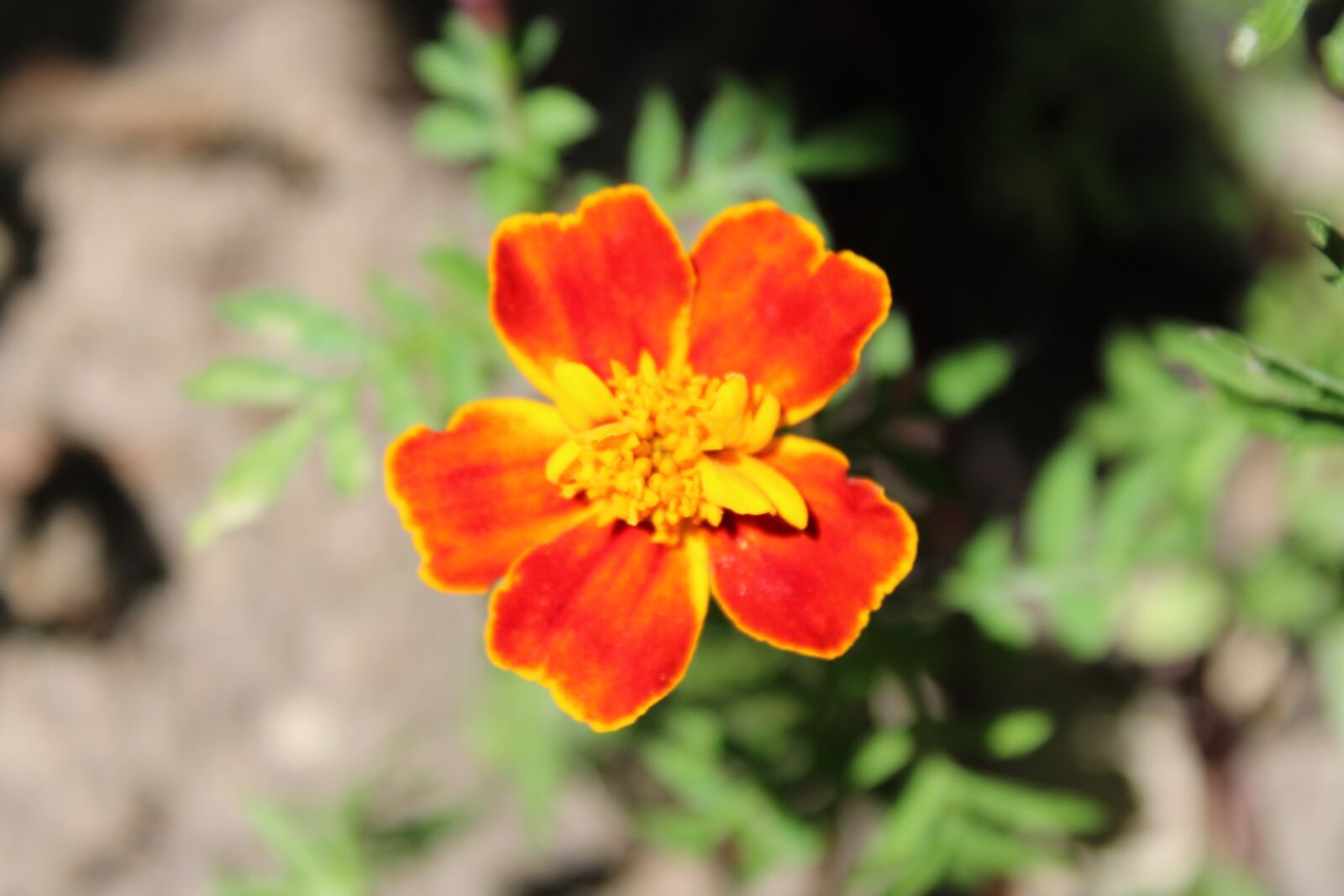 Canon EOS 2000D (EOS Rebel T7 / EOS Kiss X90 / EOS 1500D) sample photo. Flower, orange, yellow photography
