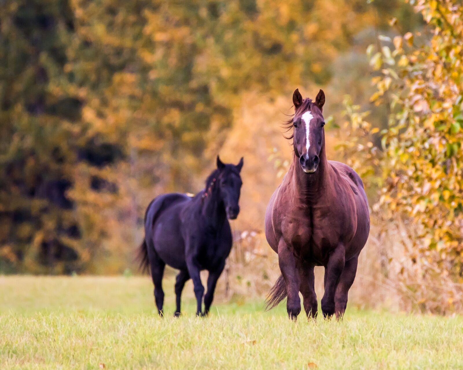Canon EOS 7D Mark II sample photo. Horse, fall, trees photography