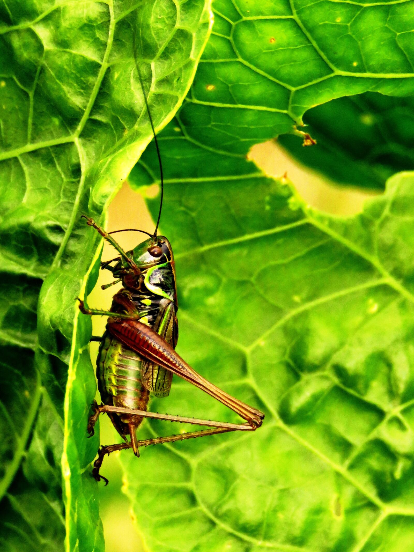 Canon PowerShot SX60 HS sample photo. Grasshopper, green, jump photography