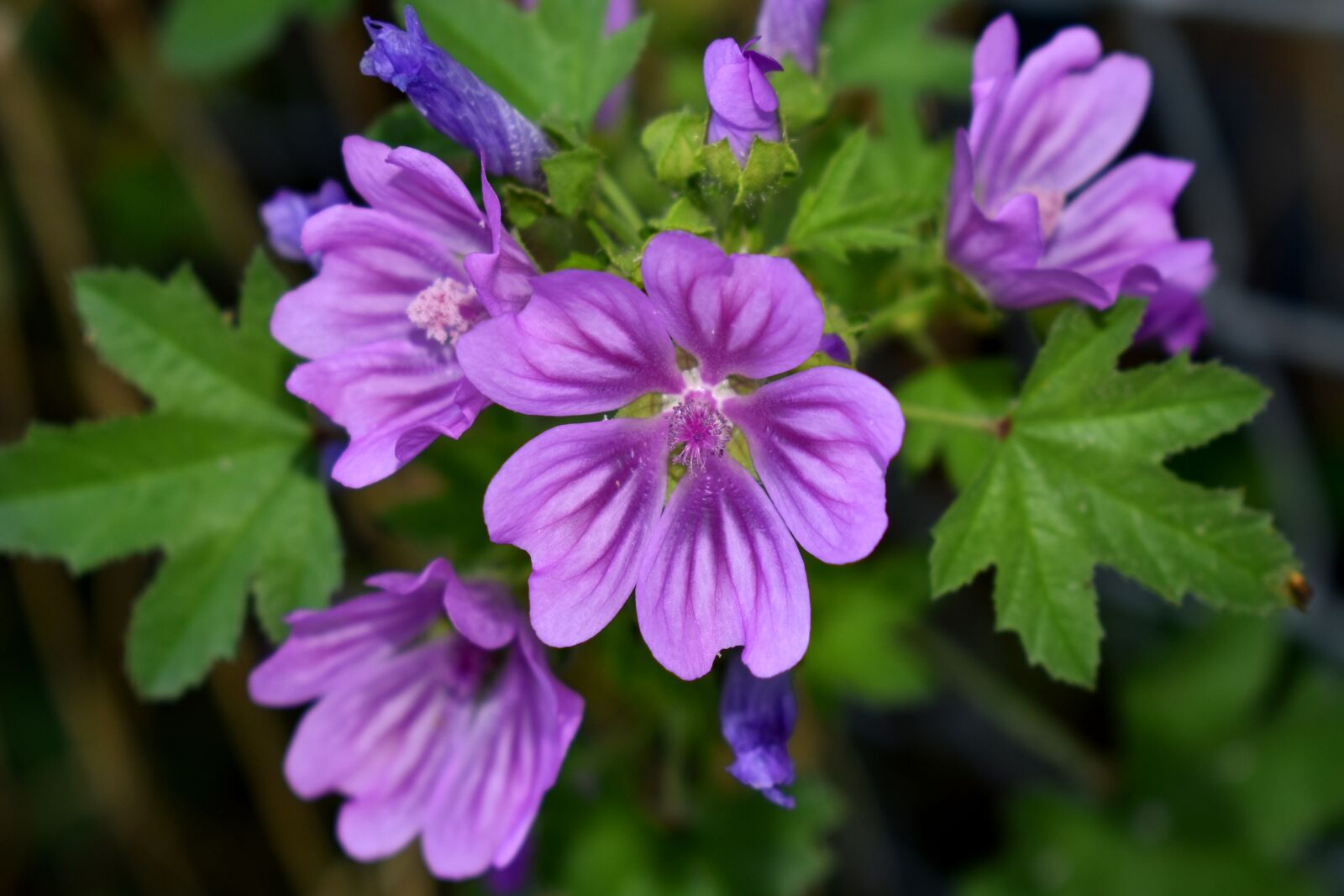 Nikon D3500 sample photo. Mallow, flower, purple photography