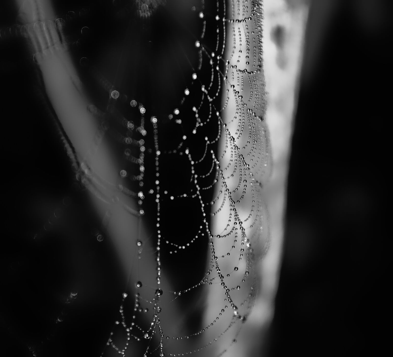 Sony Alpha a3000 sample photo. Web, dew, morning photography