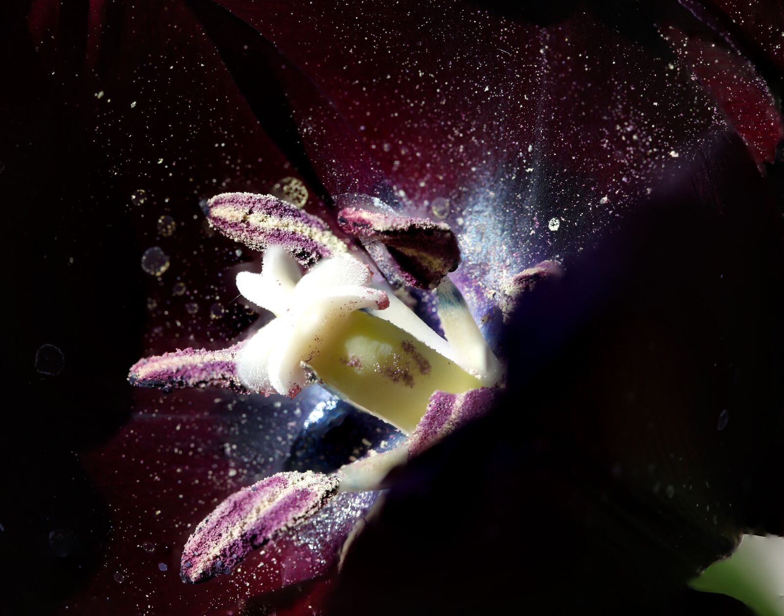 Canon EF 100mm F2.8L Macro IS USM sample photo. Tulip, spores, blossom photography