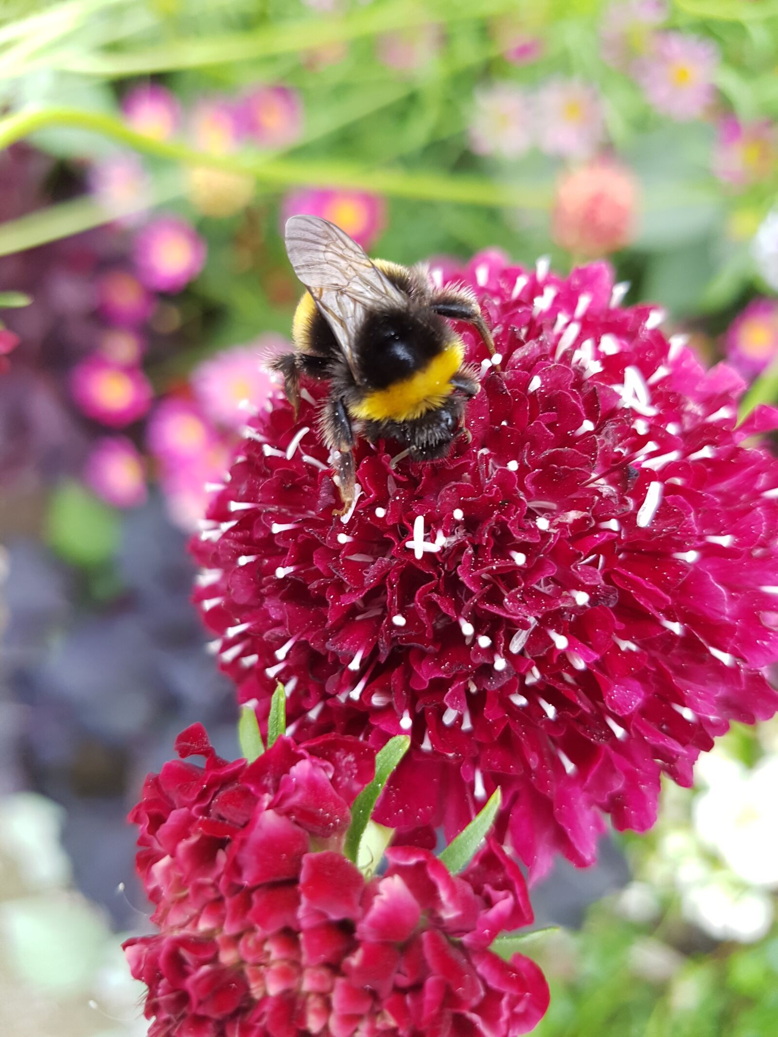 Samsung Galaxy S7 Edge sample photo. Hummel, insect, pollination photography