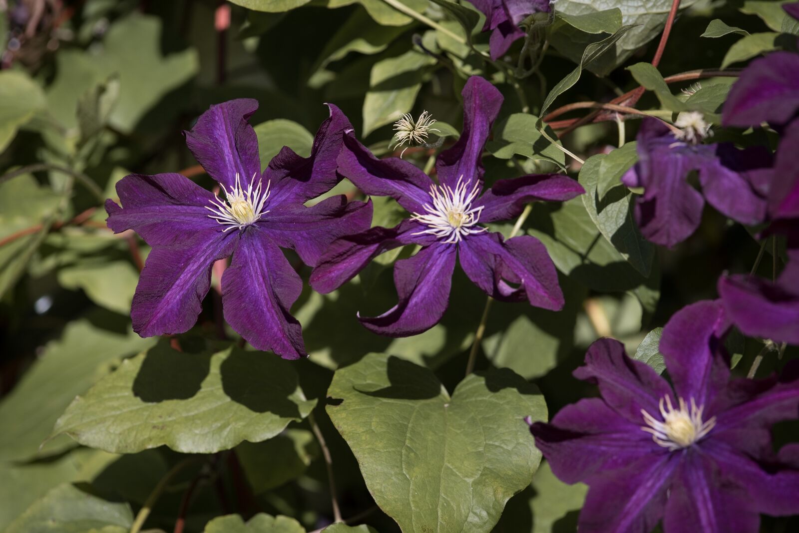 Nikon D750 sample photo. Clematis, violet, blossom photography