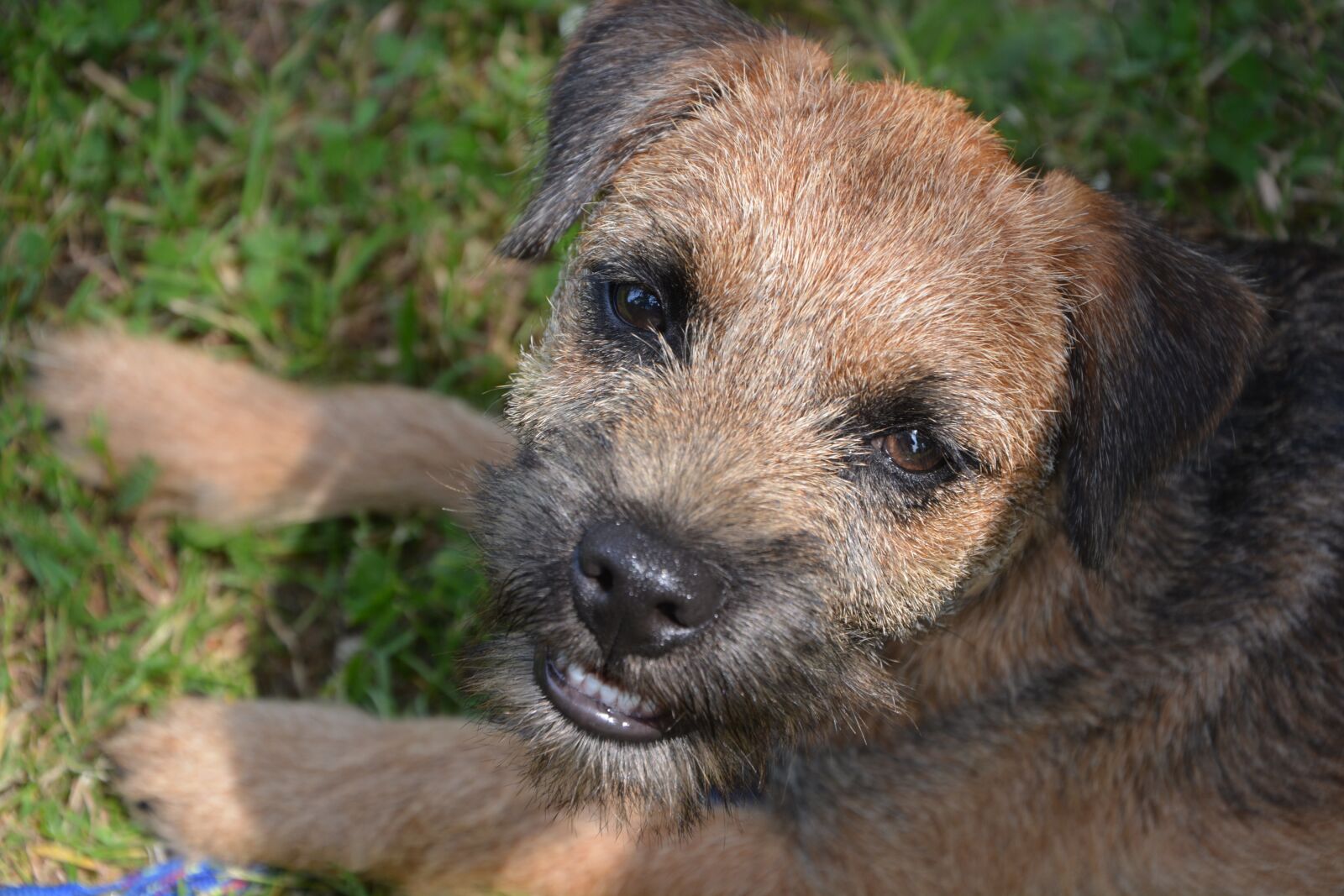 Nikon D5200 sample photo. Dog, puppy, race photography