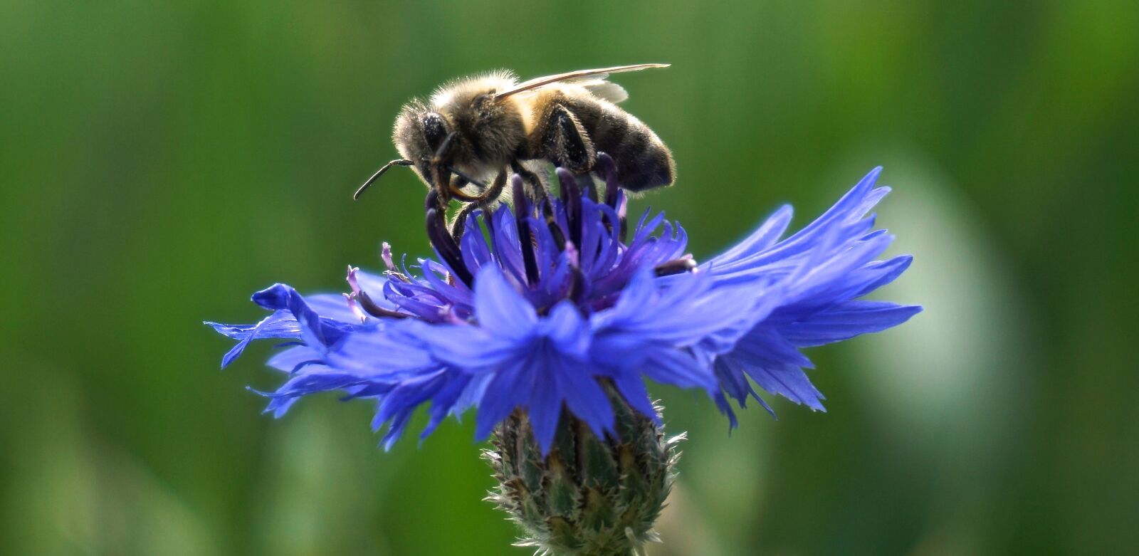 Sony a6000 sample photo. Cornflower, bee, close up photography