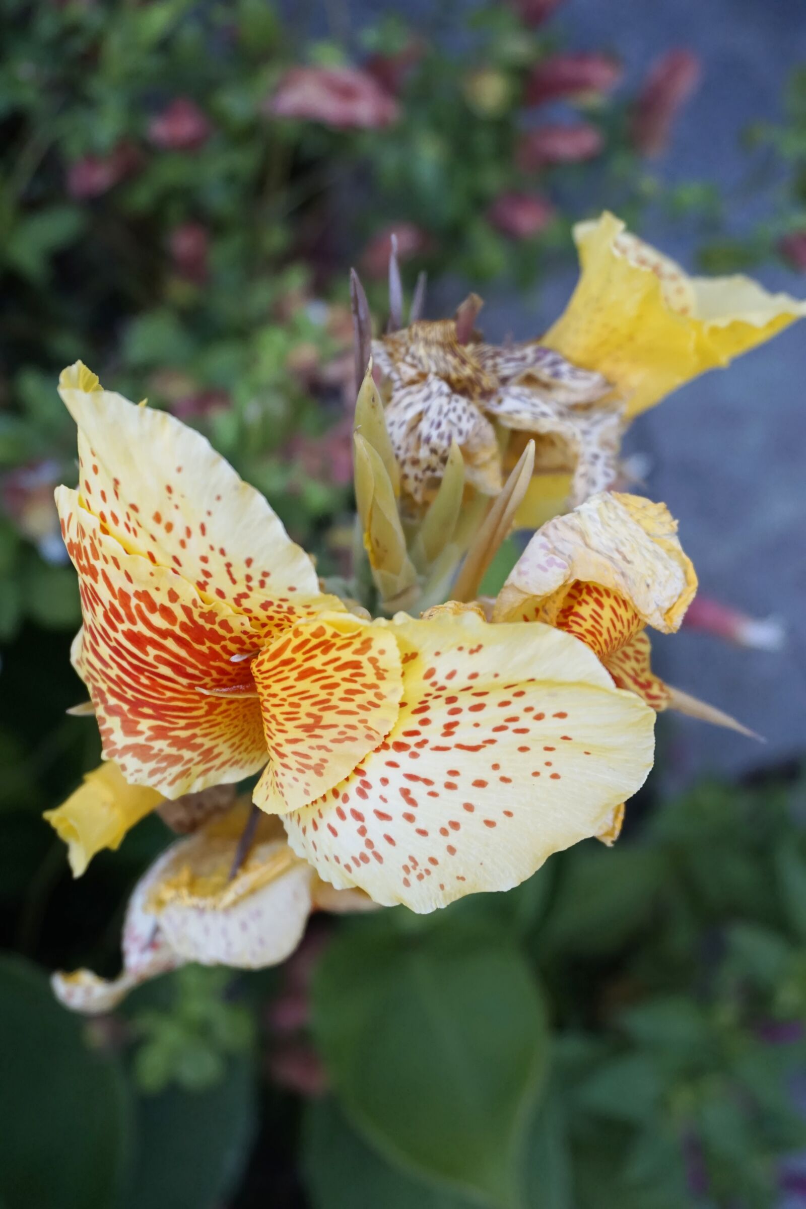 Sony a6000 sample photo. Flower garden, yellow, colorful photography