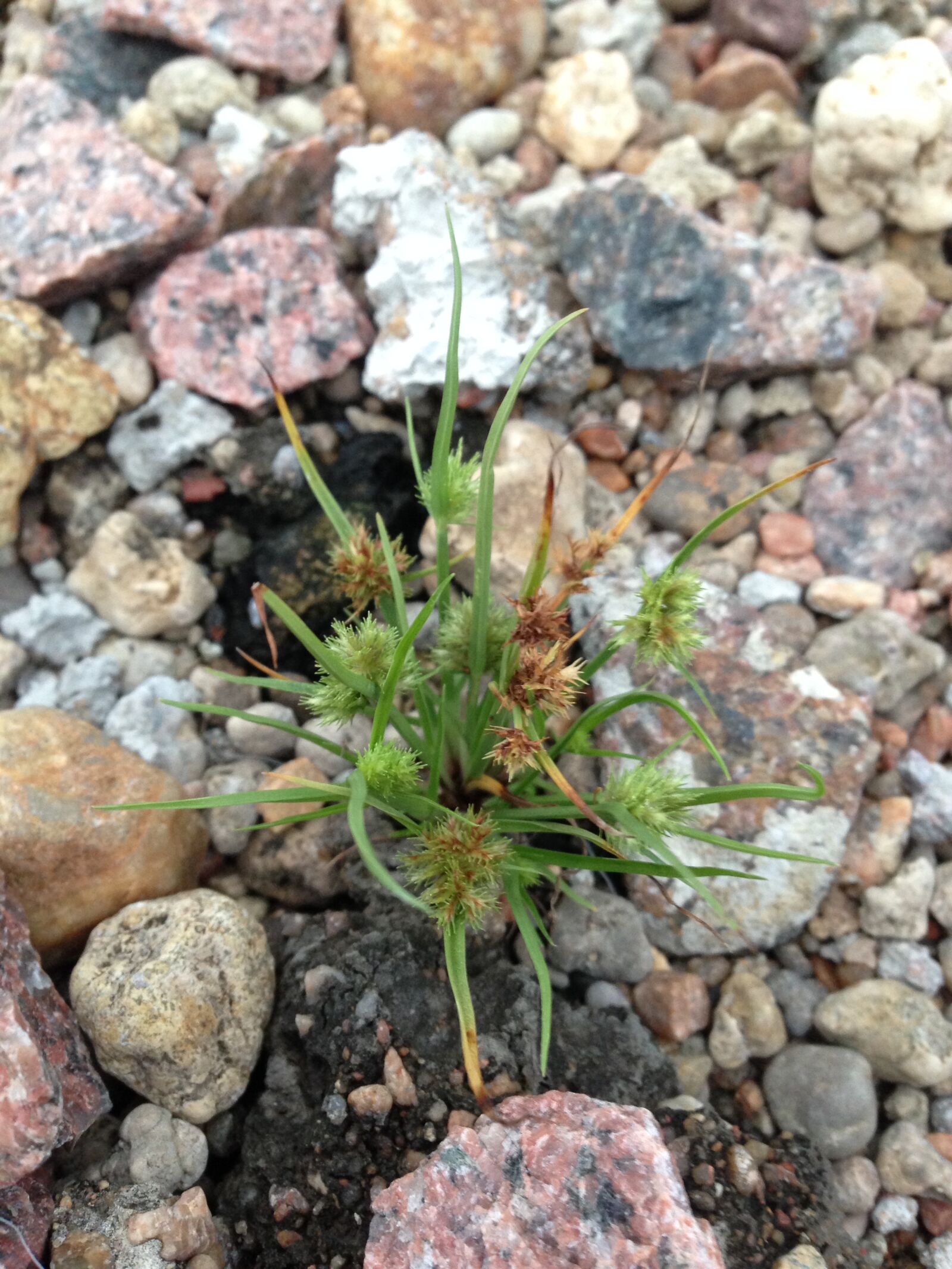 iPhone 5c back camera 4.12mm f/2.4 sample photo. Coloured, stones, grass, white photography