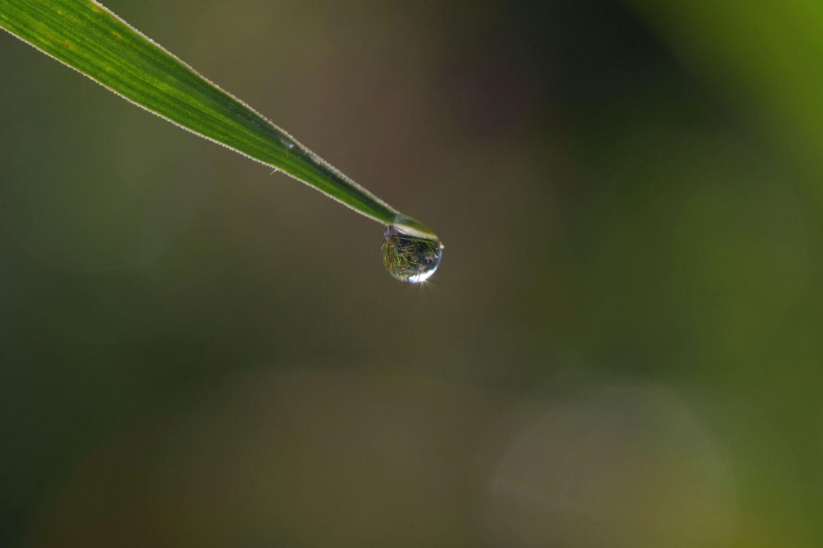 Pentax K-S2 sample photo. A drop of, grass photography