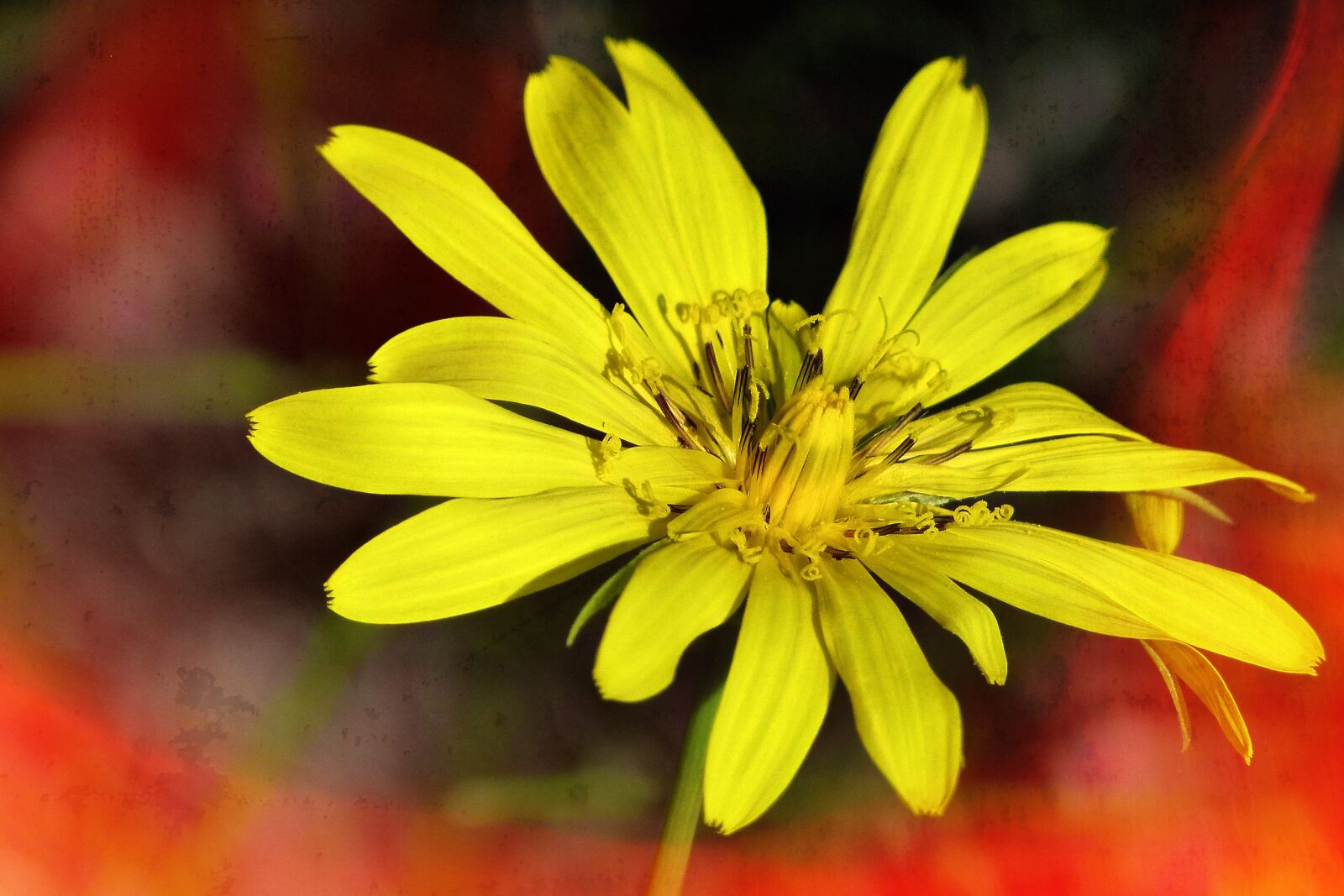 Panasonic Lumix DMC-FZ100 sample photo. Wild flower, flower, yellow photography