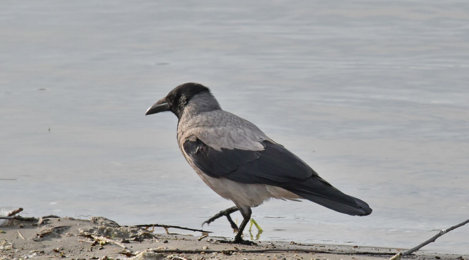Nikon D5500 sample photo. Bird, crown, detail, grey photography
