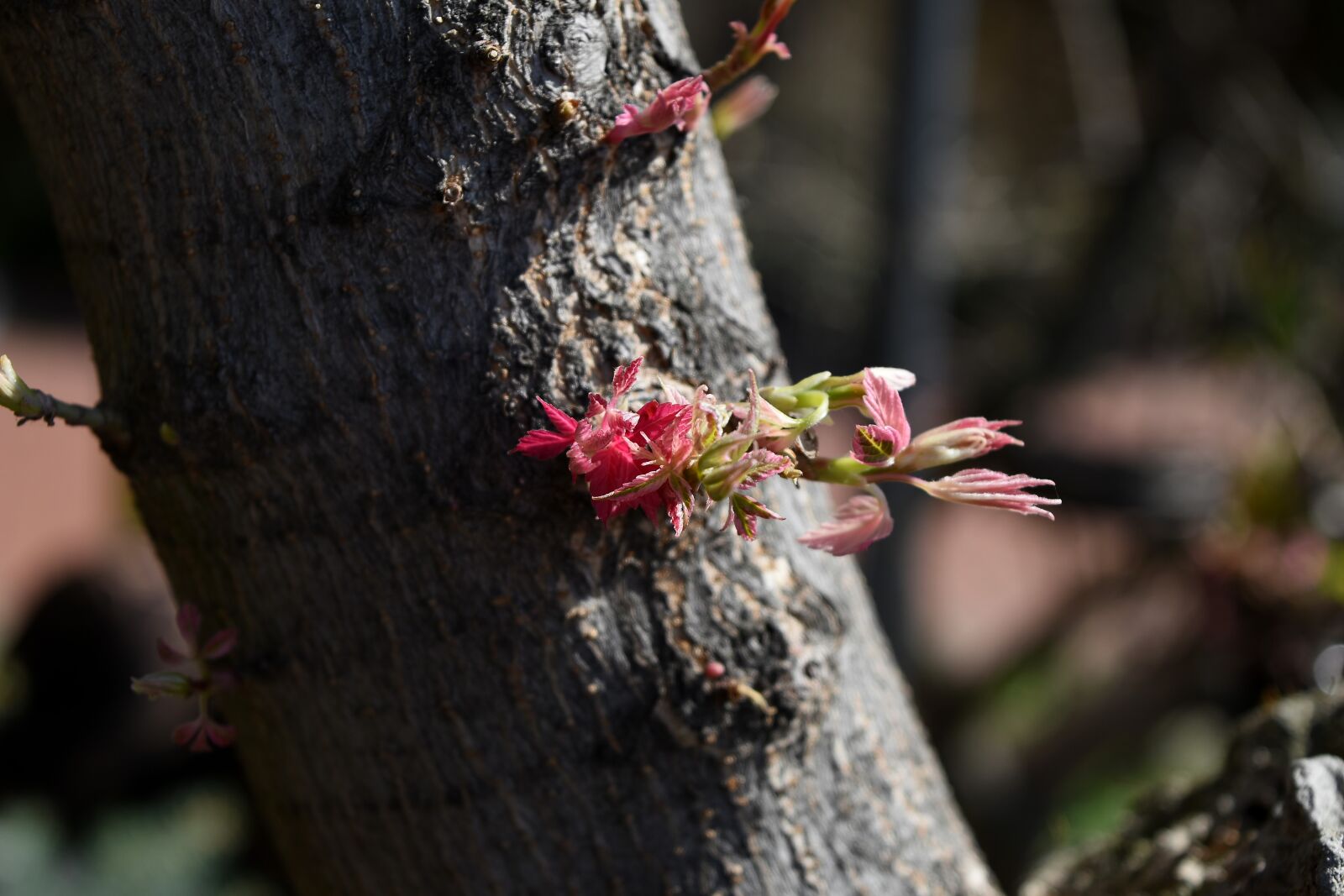 Nikon D5500 sample photo. Tree, plant, nature, wood photography