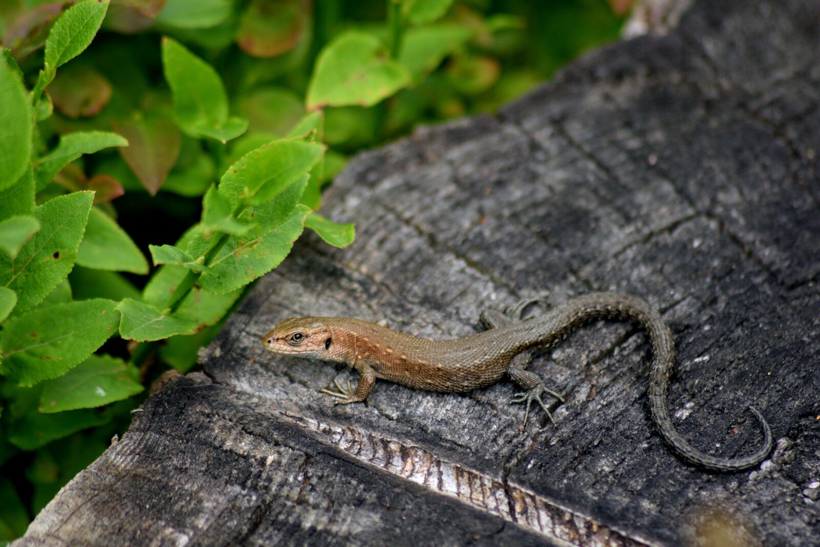 Nikon D3300 sample photo. The lizard, macro, gad photography
